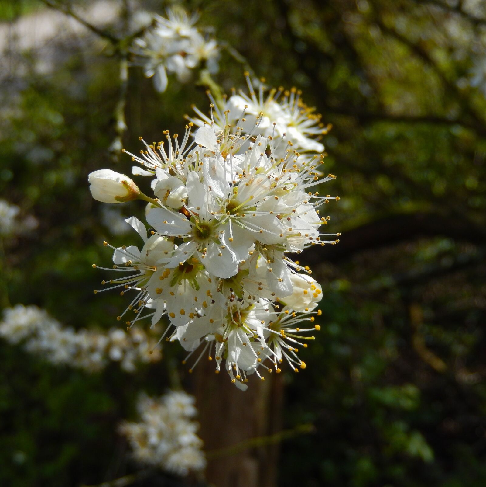 Nikon Coolpix S9500 sample photo. Blackthorn, prunus spinosa, schlehe photography
