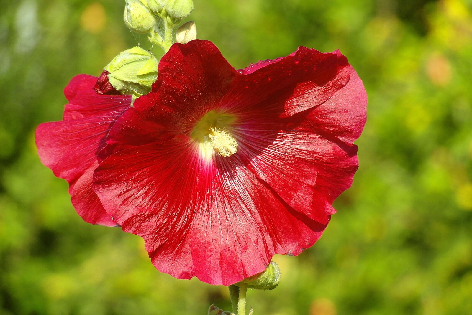 Samsung WB750 sample photo. Mallow, malva, flower photography