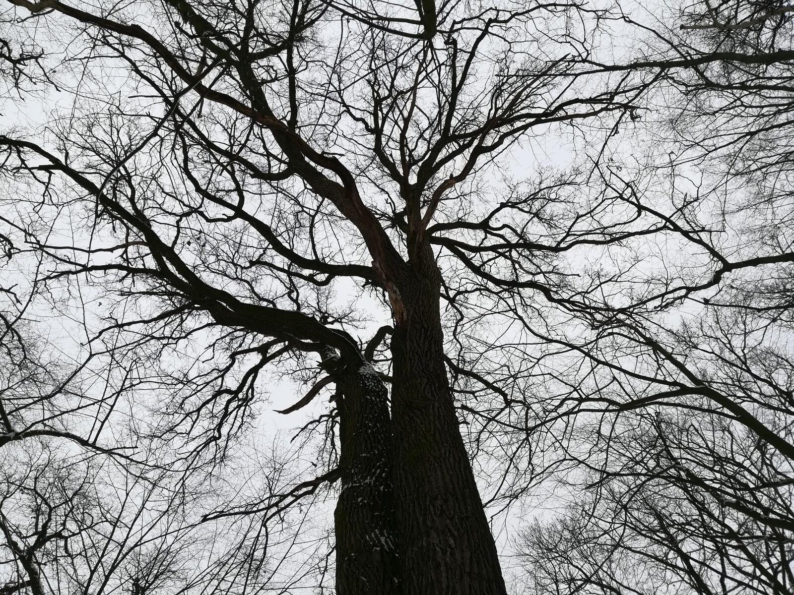 HUAWEI PRA-LX1 sample photo. Forest, sky, tree photography