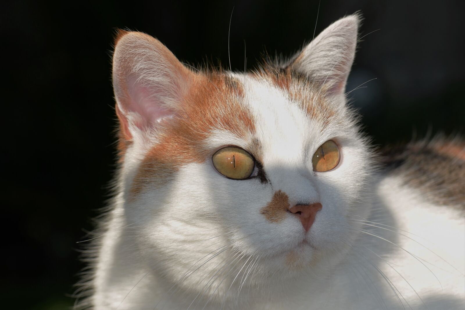Nikon D5500 sample photo. Cat, white, pet photography