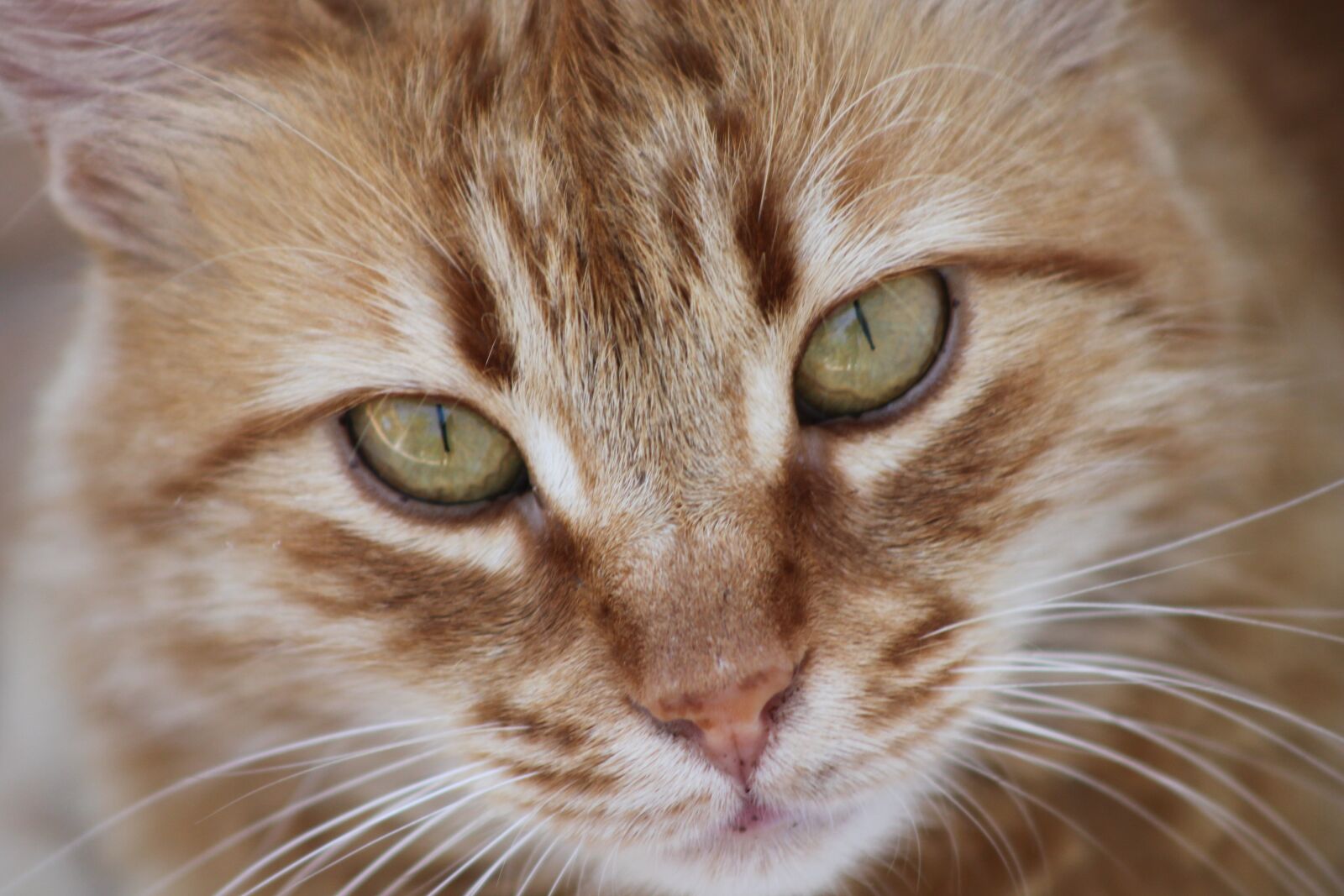 Canon EOS 500D (EOS Rebel T1i / EOS Kiss X3) sample photo. Cat, overview, tabby photography