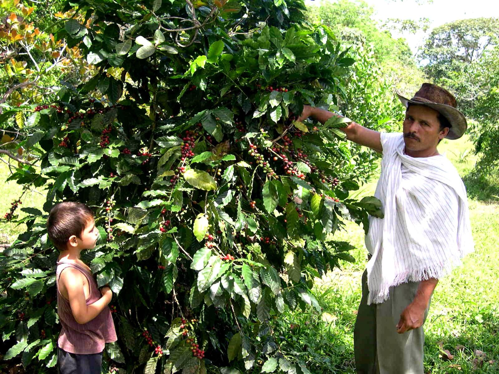 Nikon E4300 sample photo. Farmer, son, inspect, coffee photography