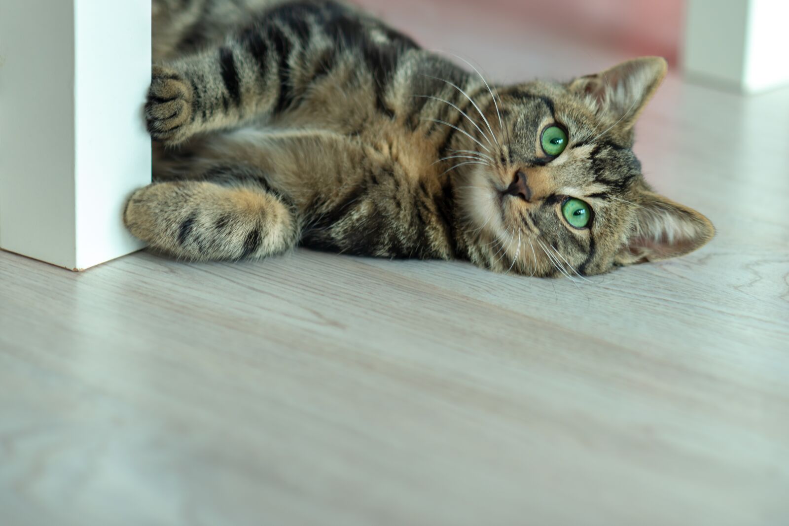 Nikon D800 sample photo. Domestic cat, patterned cat photography