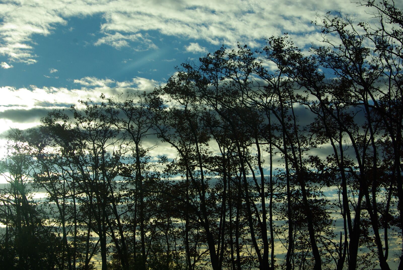 Pentax K10D sample photo. Sky, dawn, trees photography