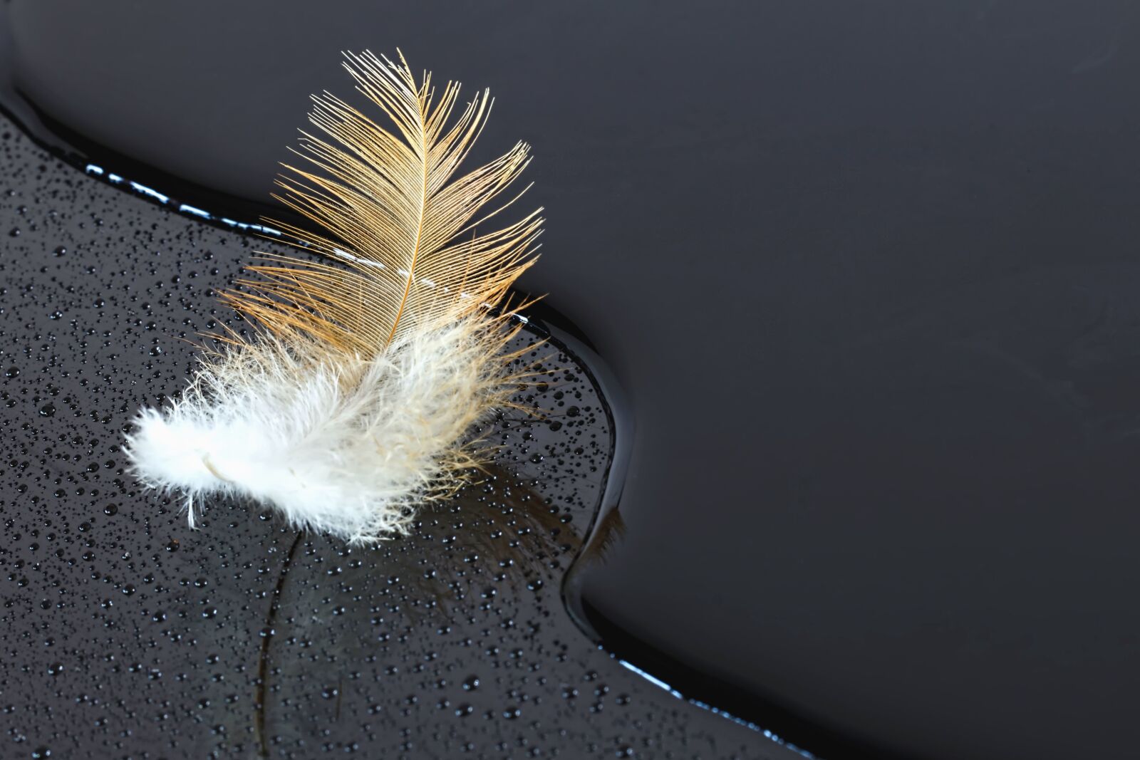 Canon EOS 70D sample photo. Water, liquid, feather, black photography