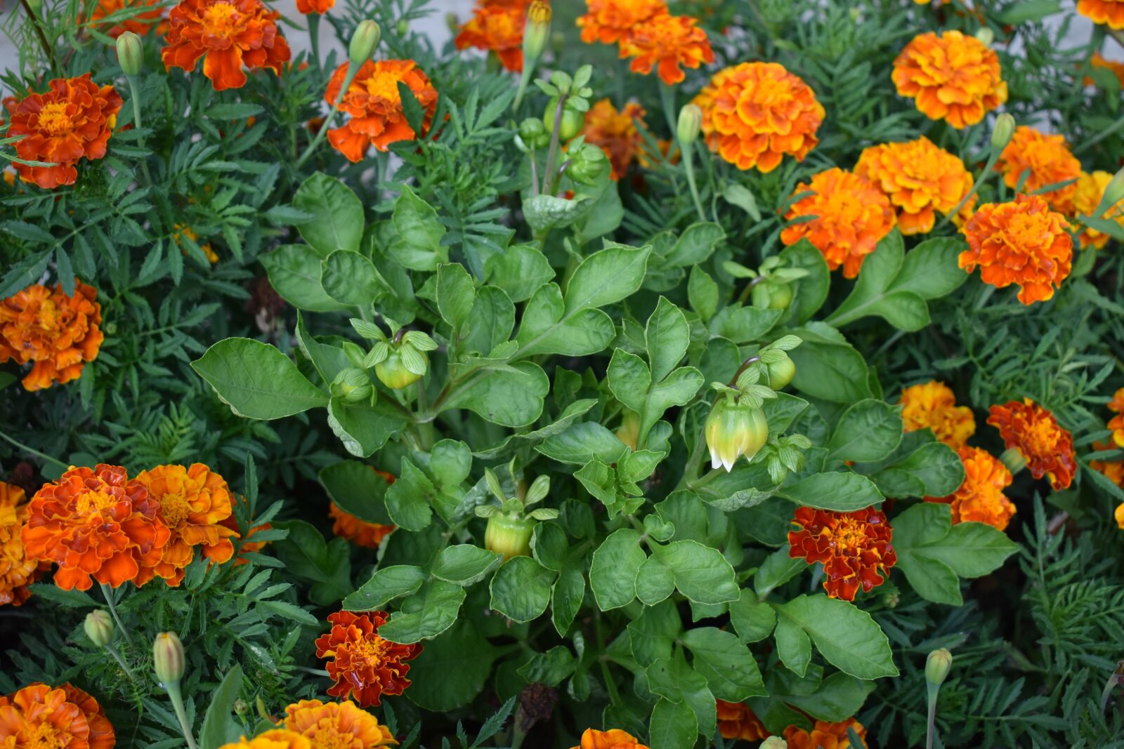 Nikon D3500 sample photo. Flower, nature, garden photography