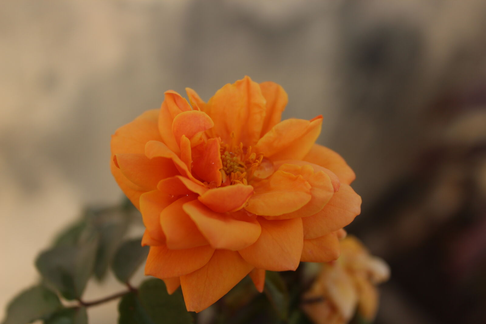 Canon EOS 1200D (EOS Rebel T5 / EOS Kiss X70 / EOS Hi) sample photo. Flowers, orange, rose, rose photography