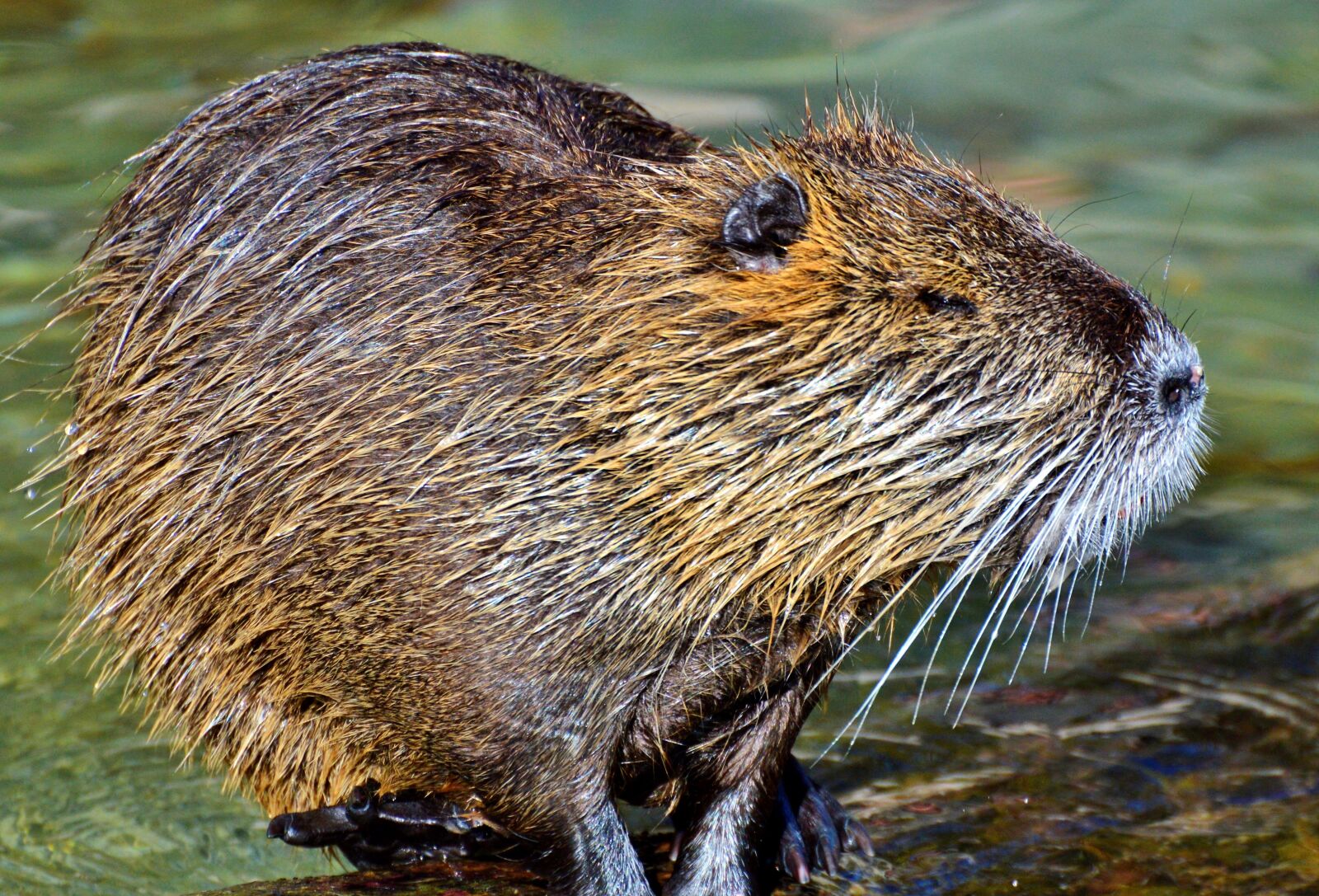 Nikon D3200 sample photo. Nutria, rodent, water rat photography