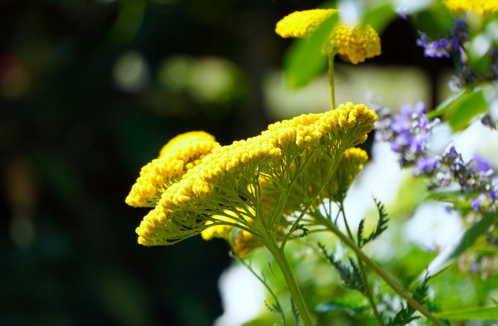 Sony E 55-210mm F4.5-6.3 OSS sample photo. Yarrow, achillea, yellow photography