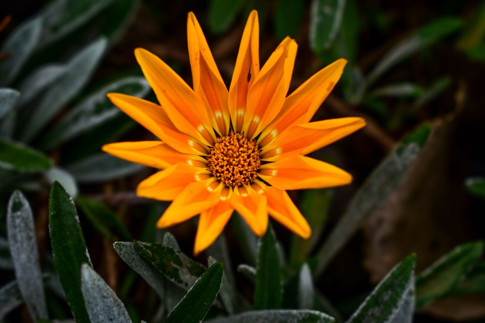Nikon D3400 sample photo. Plant, nature, flower photography