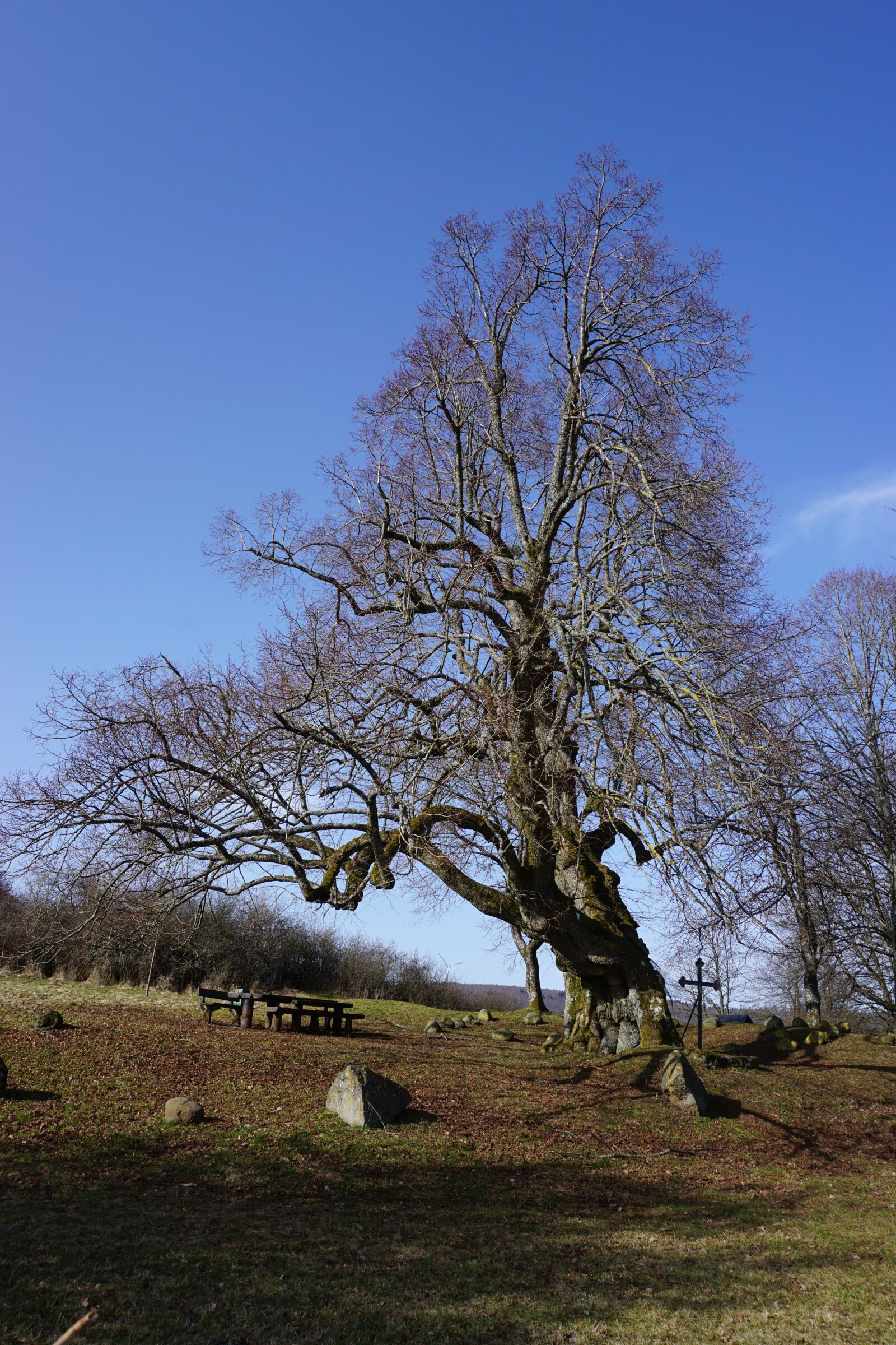 Sony a6000 sample photo. Linde, nature, sunny photography
