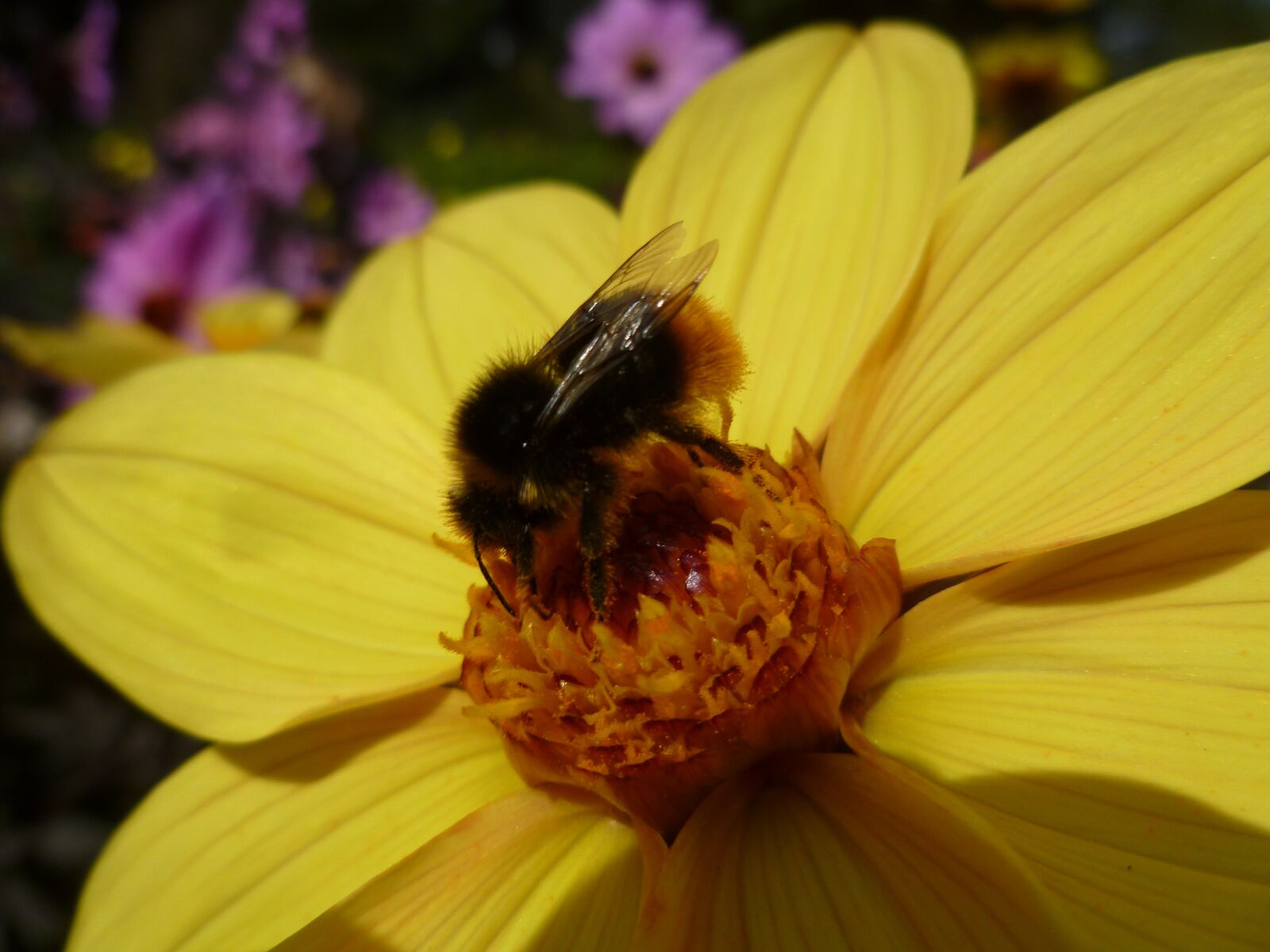 Panasonic DMC-FS30 sample photo. Yellow flower, bee, nature photography
