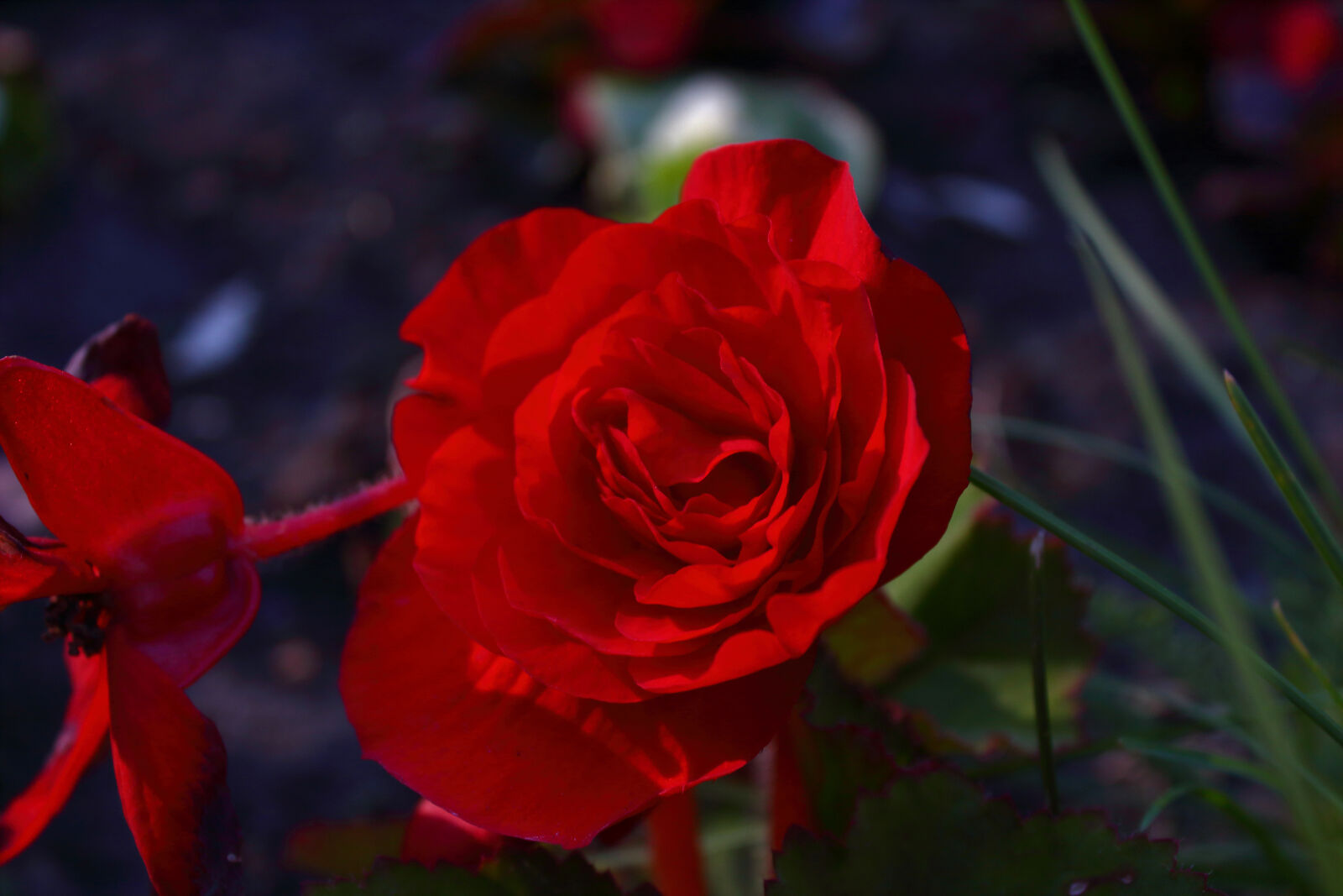 Canon EOS 1300D (EOS Rebel T6 / EOS Kiss X80) sample photo. Flower, red photography