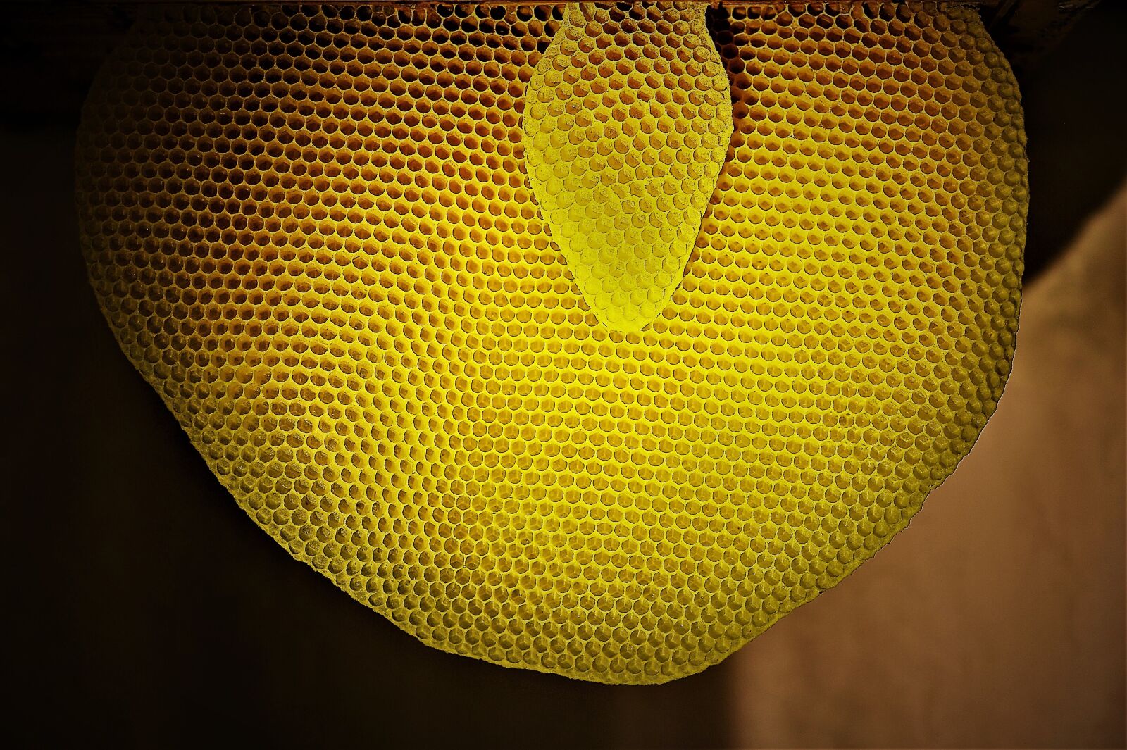 Nikon D3S sample photo. Honeycomb, bee, empty house photography