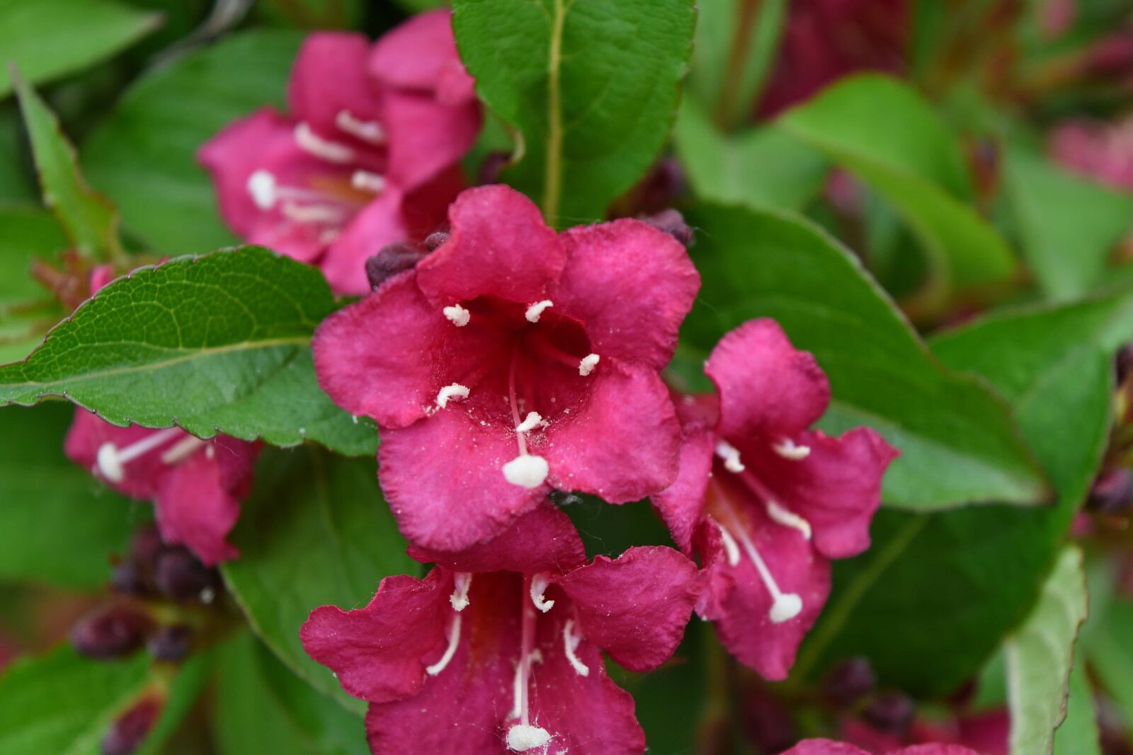 Nikon D5500 sample photo. Flora, blossom, plant, pink photography