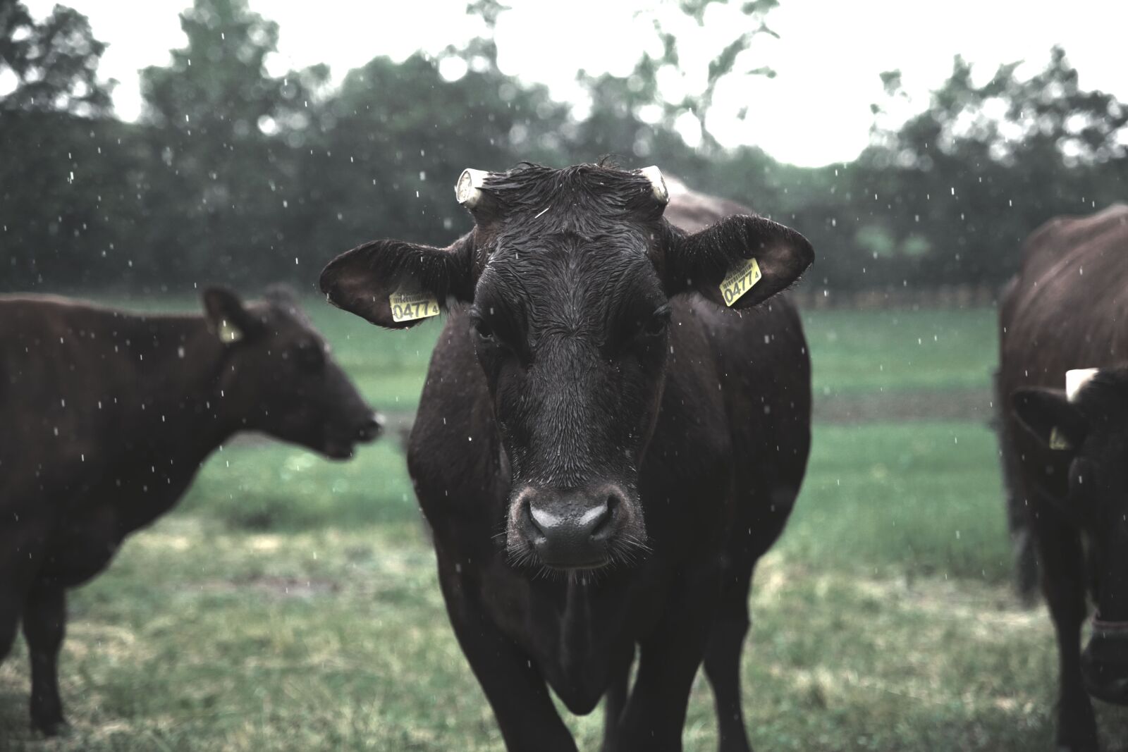 Canon EOS 6D sample photo. Cow, poland, nature photography