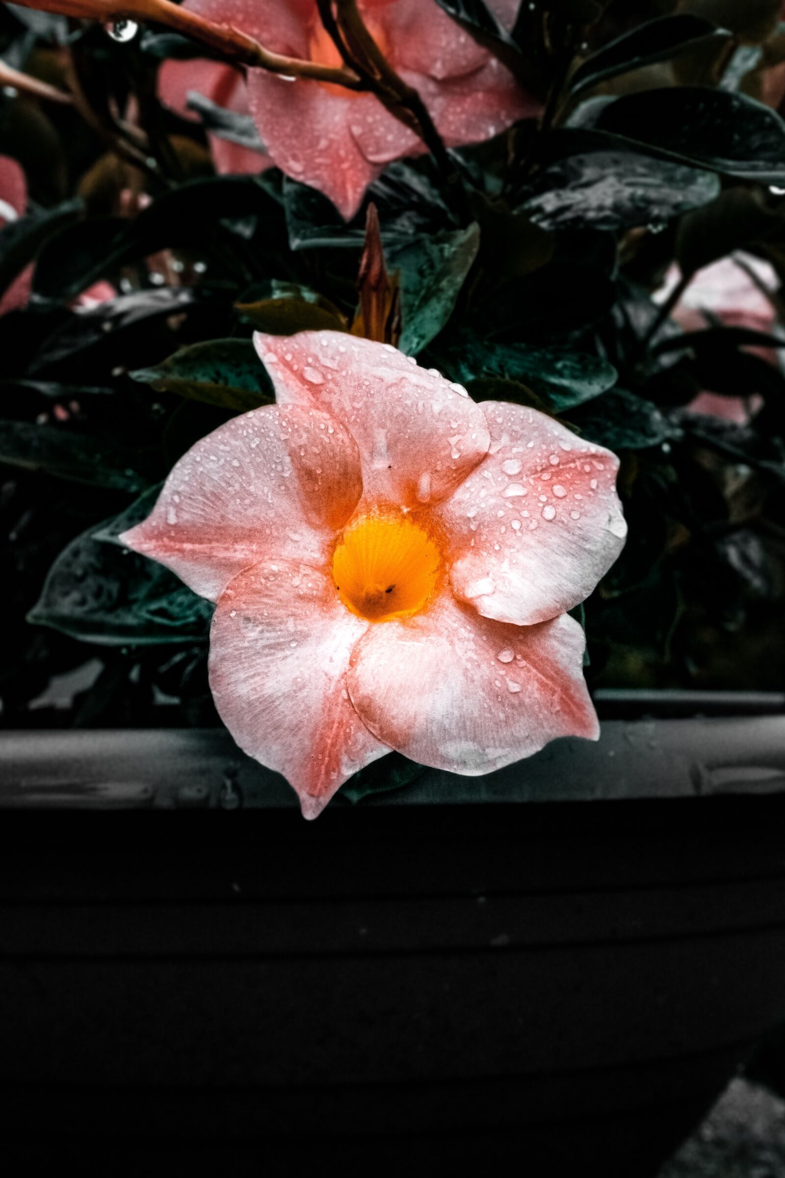 Sony a7 II sample photo. Flower, peace, rain photography
