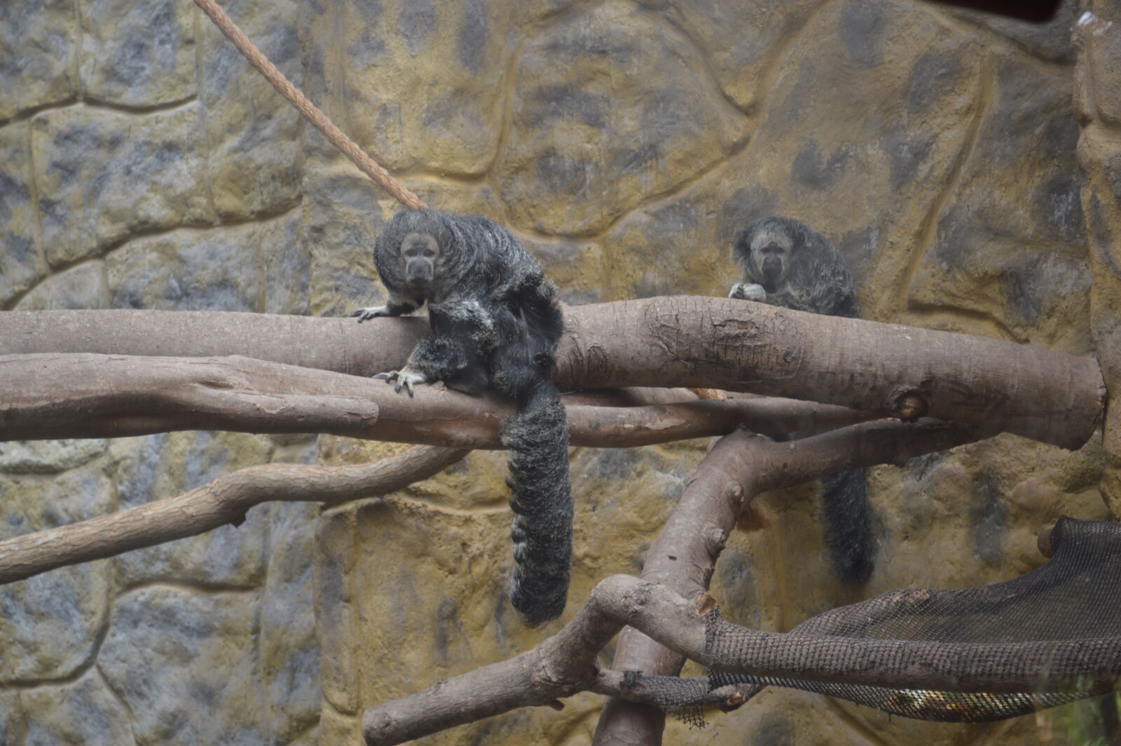 Nikon D3200 sample photo. Guapo, monkey photography