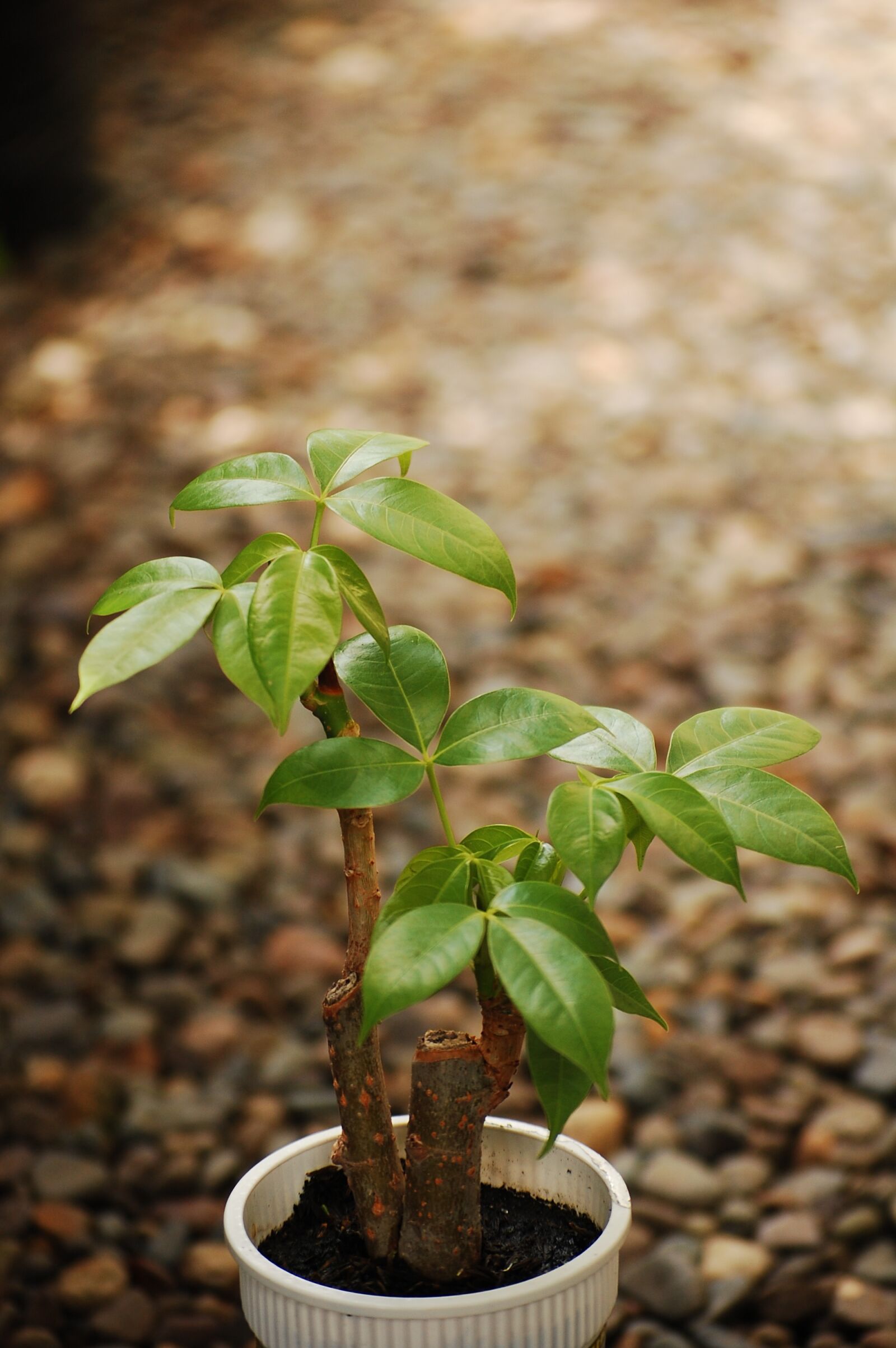 Nikon D40 sample photo. Money tree, plant, bonsai photography