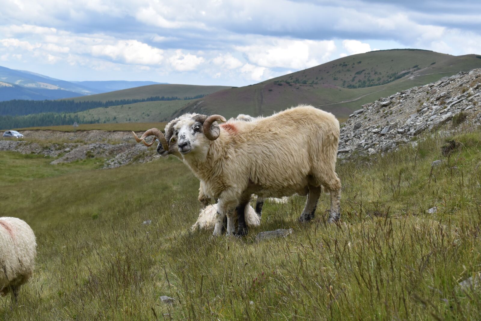 Nikon D5600 sample photo. Ram, horns, pasture photography