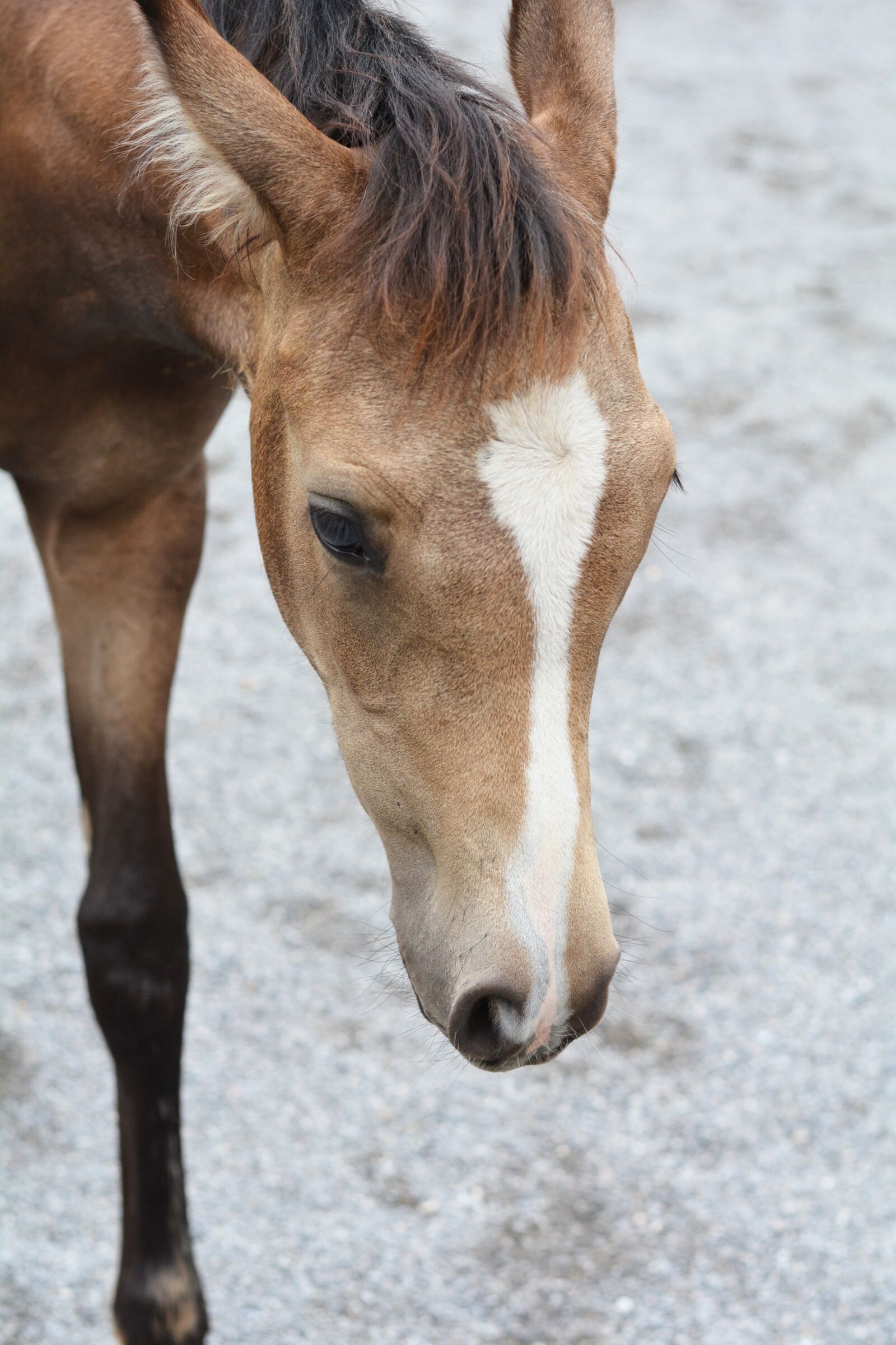Nikon D7100 sample photo. Foal, horse, young horse photography