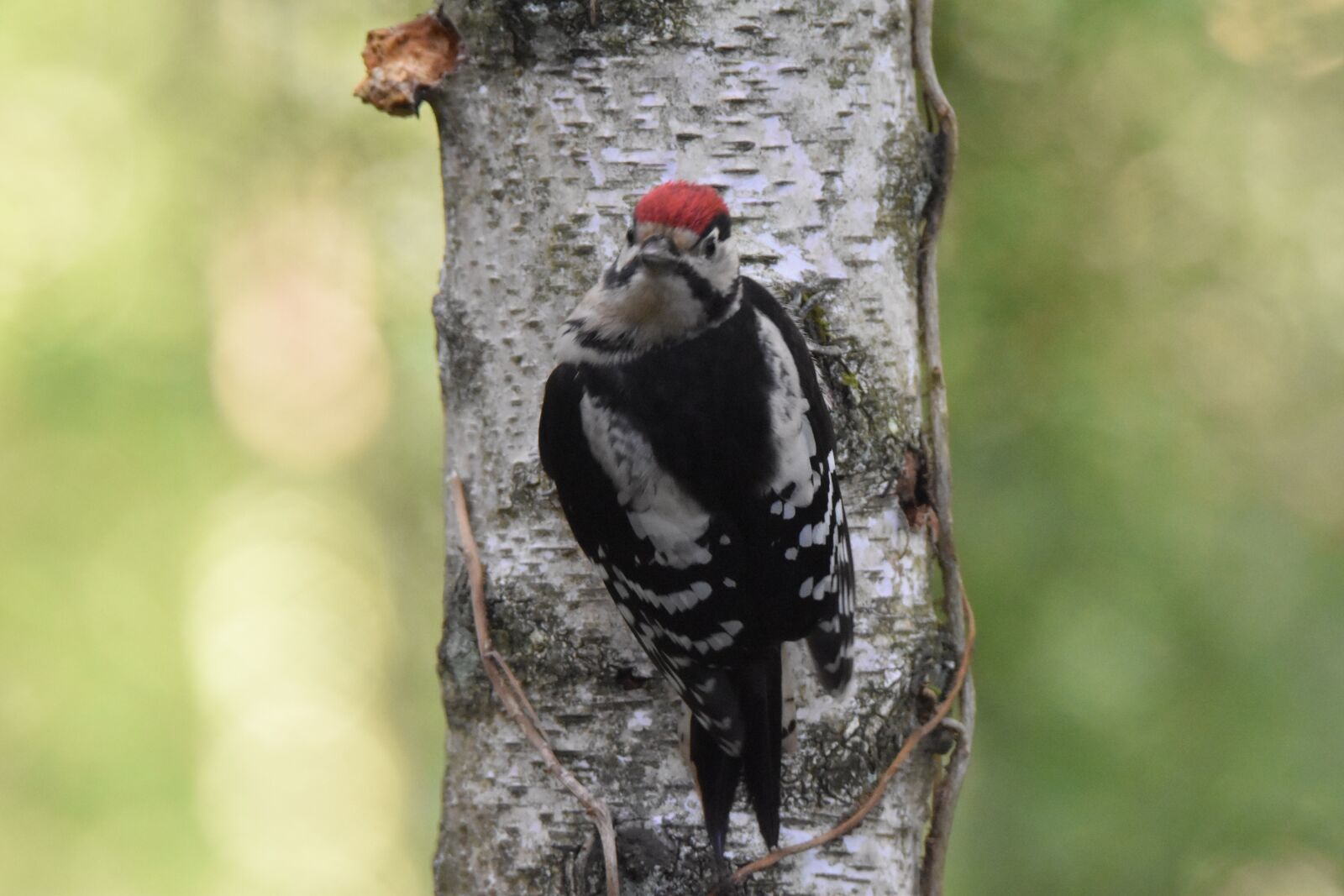 Nikon D5600 sample photo. Woodpecker, bird, pic photography