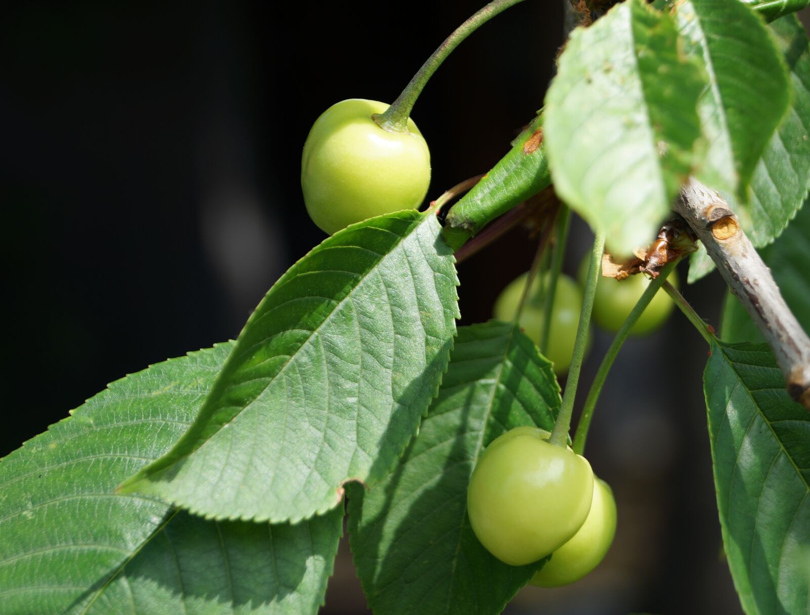 Sony DT 18-55mm F3.5-5.6 SAM II sample photo. Cherries, immature, cherry tree photography