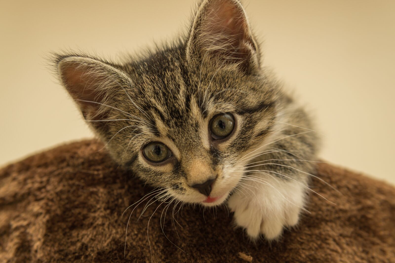 30mm F1.4 DC DN | Contemporary 016 sample photo. Cat, small, mackerel photography