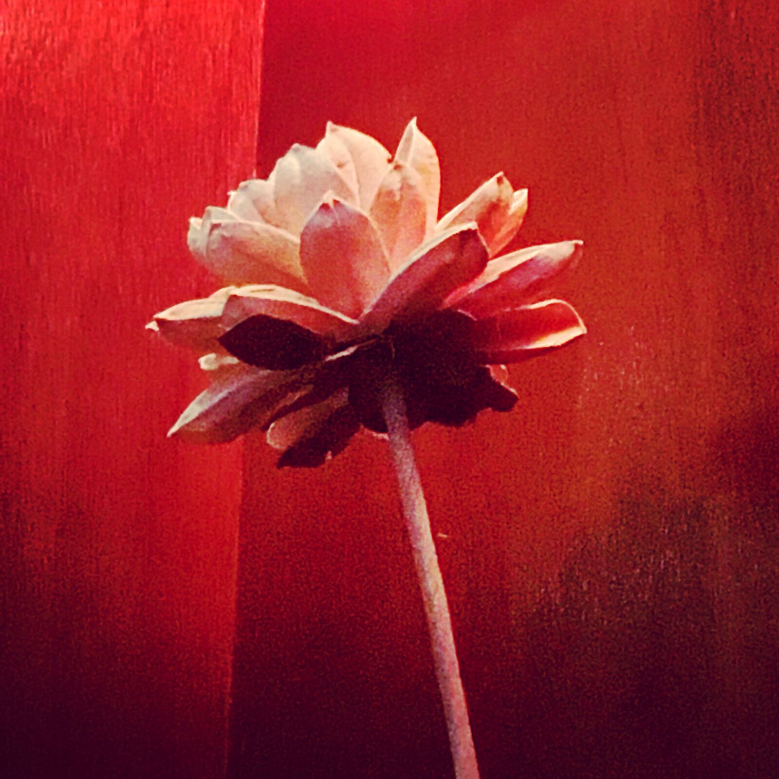 Apple iPhone 6s sample photo. Artificial, flowers, flower, rose photography