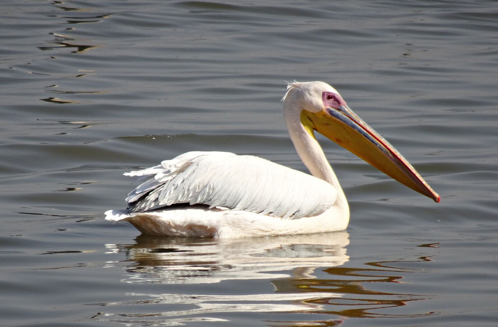 Sony Cyber-shot DSC-HX90V sample photo. Bird, wildlife, pelican photography