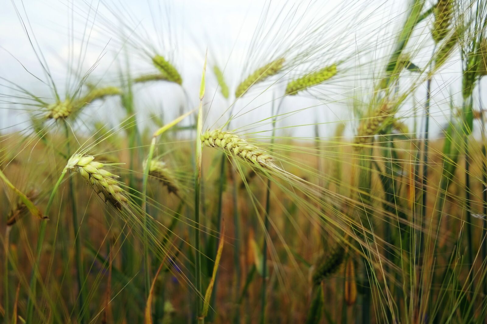 Fujifilm X-E1 sample photo. Wheat, field, agriculture photography