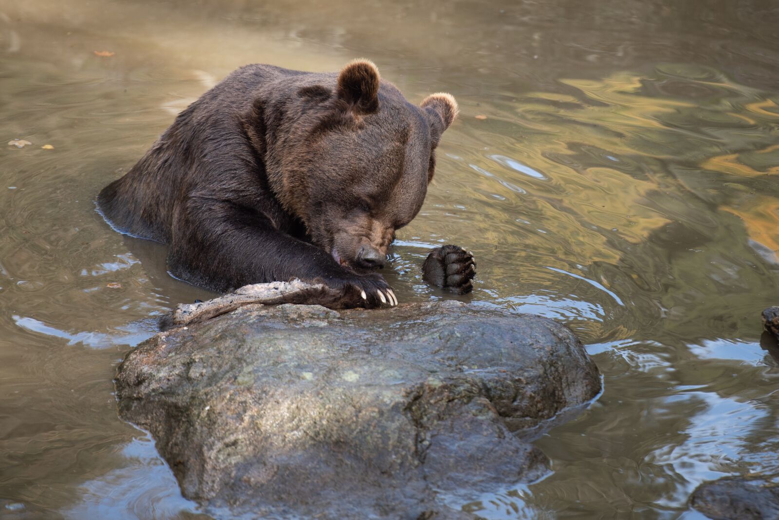Nikon D750 sample photo. Brown bear, teddy bear photography