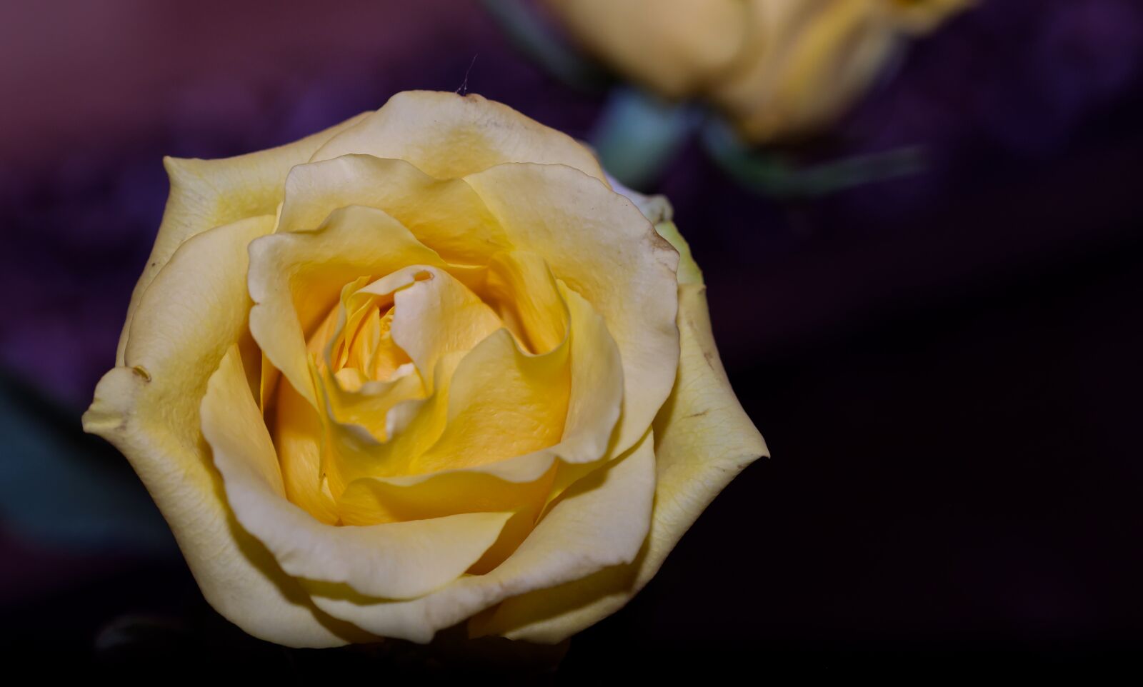 Nikon D5500 sample photo. Rose, yellow, yellow rose photography