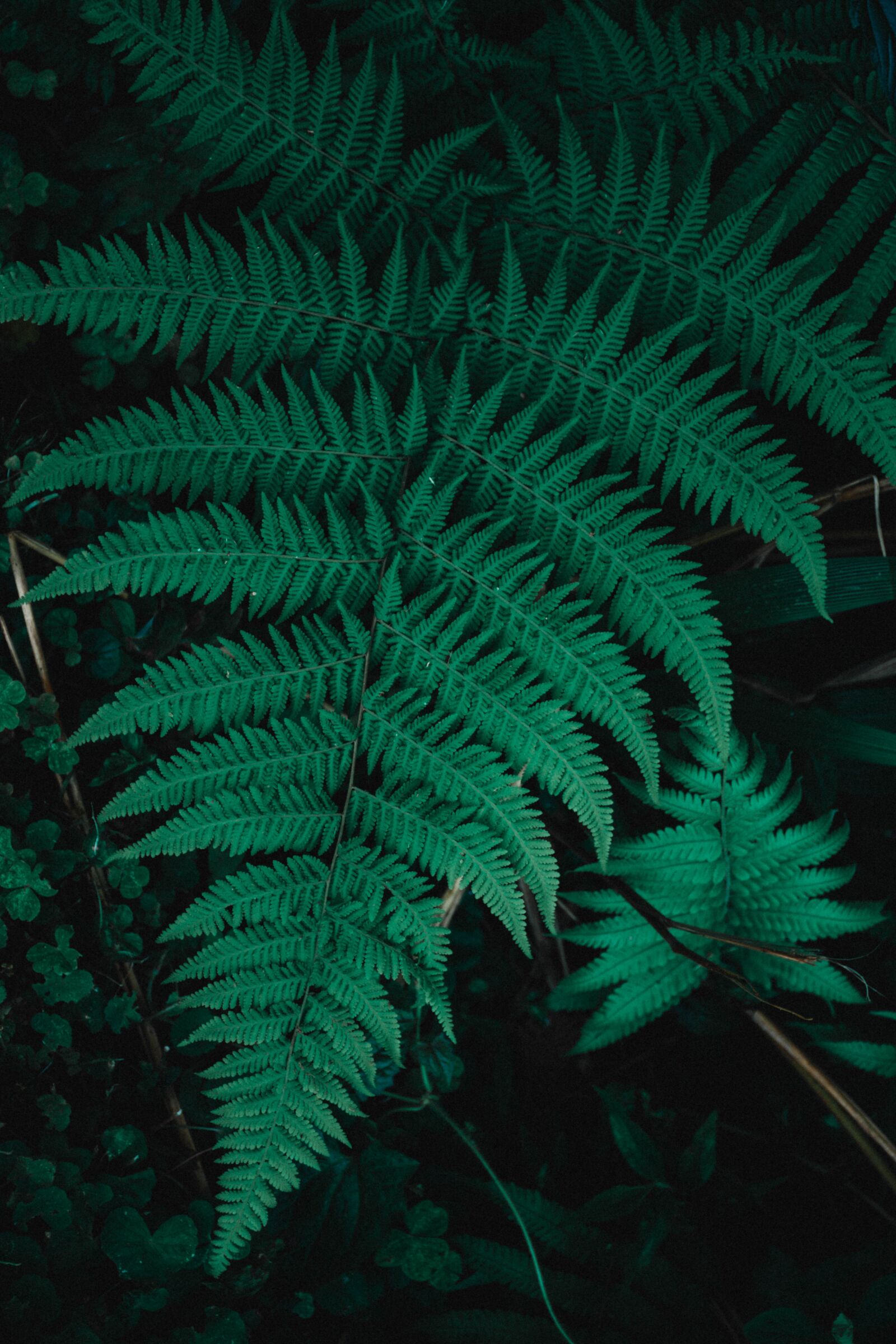 Nikon D7200 sample photo. Plant, shrub, flower photography