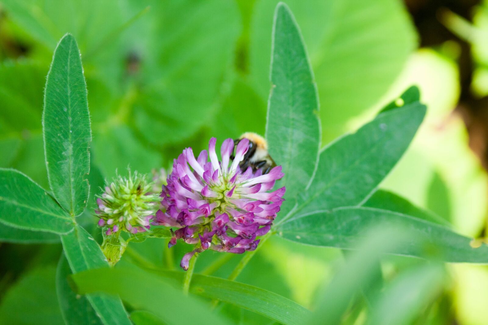 Canon EOS 350D (EOS Digital Rebel XT / EOS Kiss Digital N) sample photo. Trifolium pratense, red clover photography