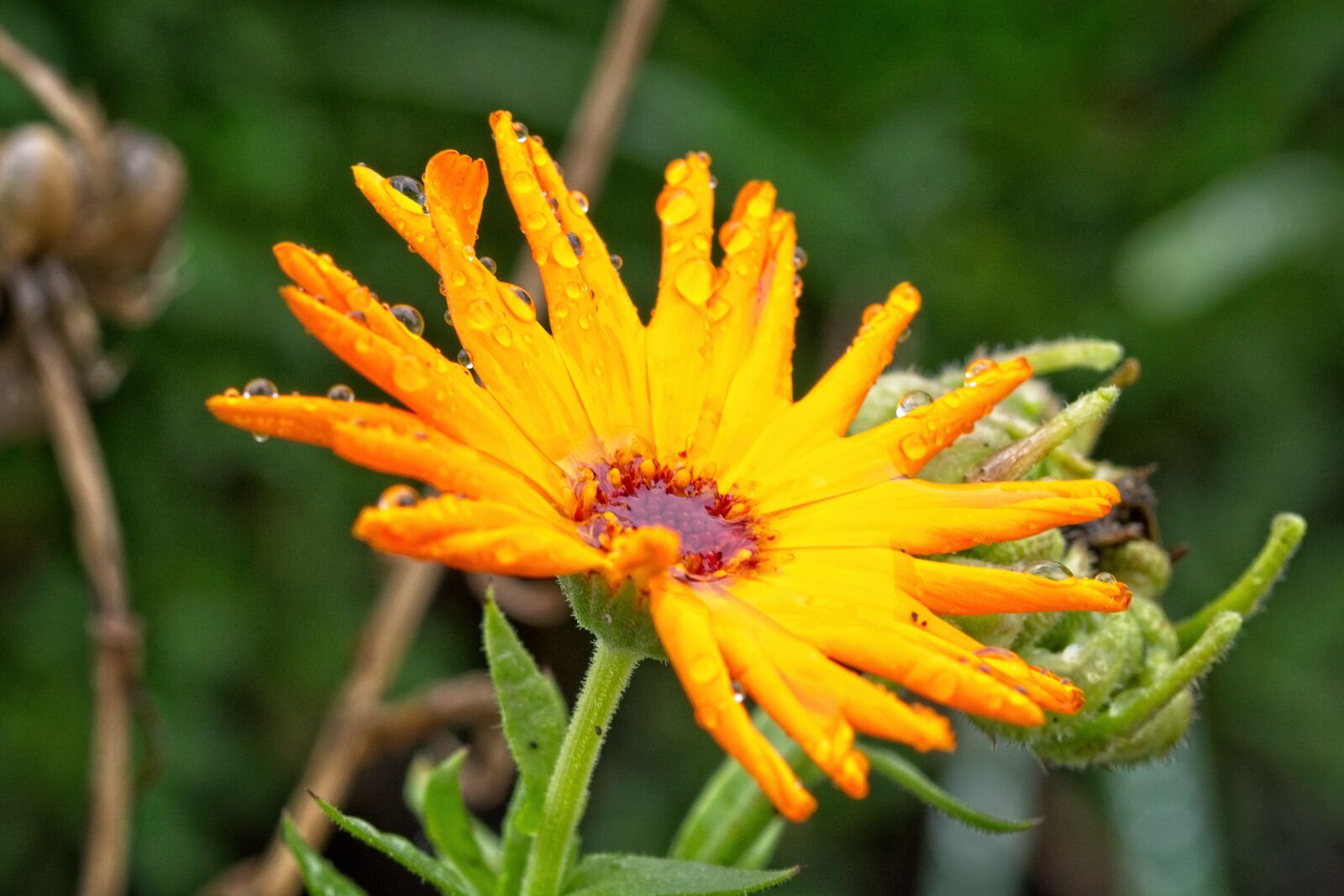 Sigma 105mm F2.8 EX DG OS HSM sample photo. Marigold, blossom, bloom photography