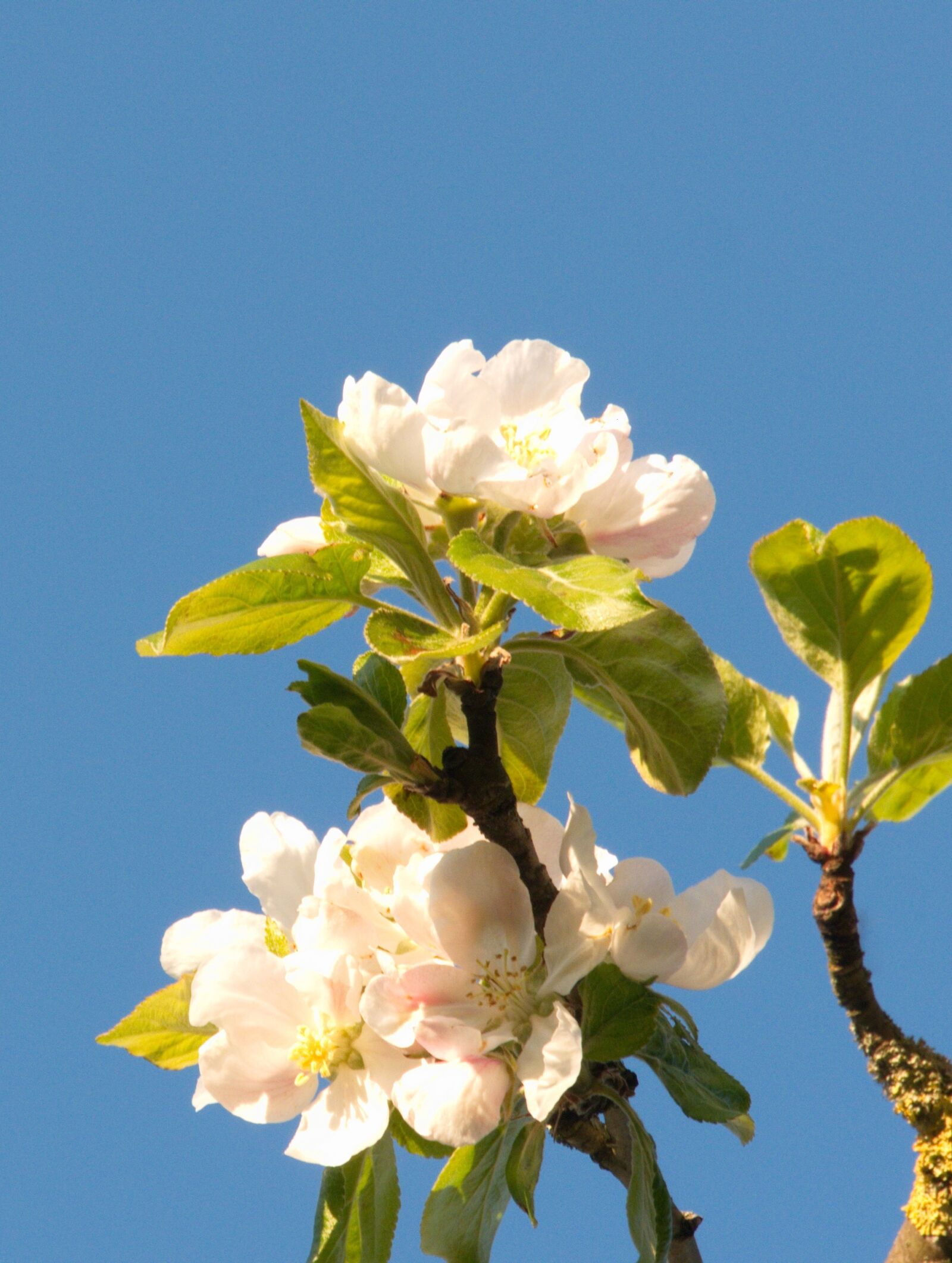 Panasonic Lumix DMC-G6 sample photo. Apple blossom, blossom, bloom photography