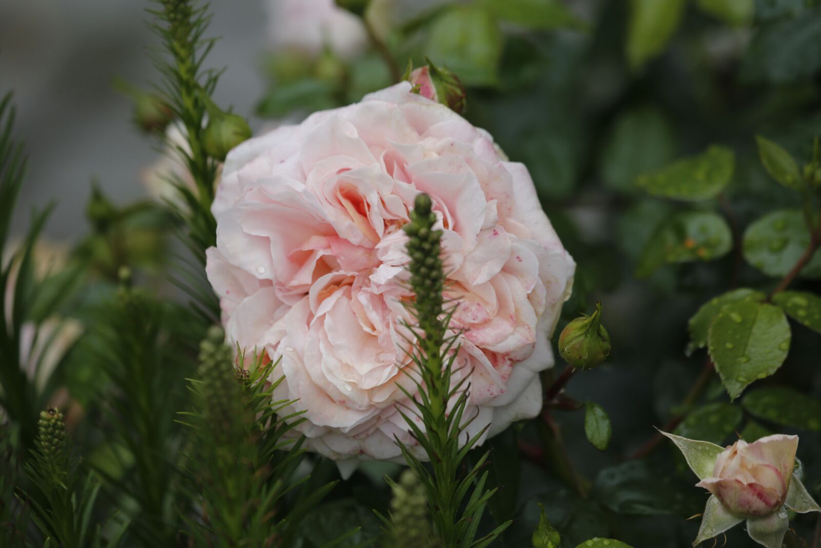Canon EF 100-400mm F4.5-5.6L IS USM sample photo. Flowers, spring, beauty photography