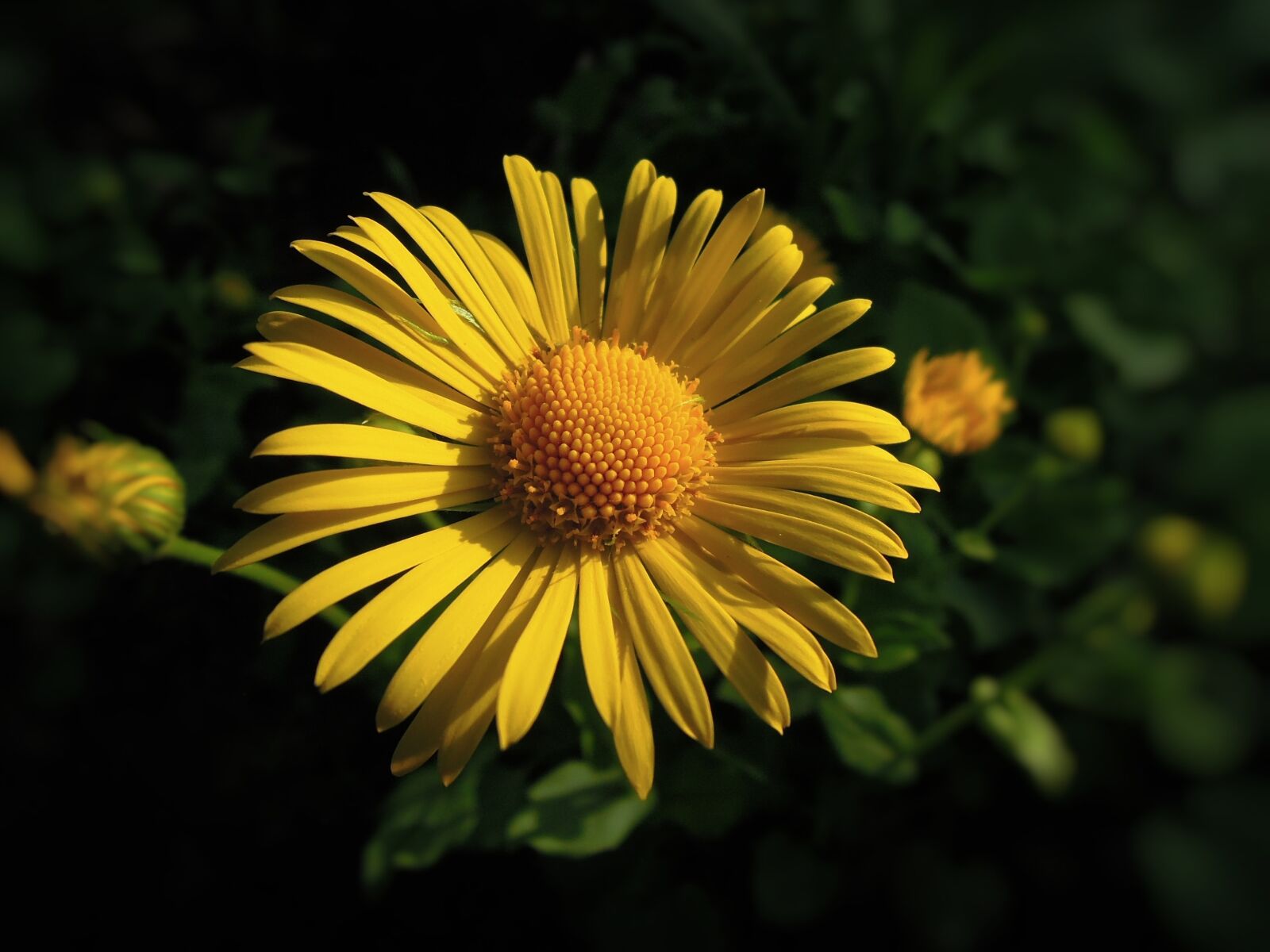 Nikon Coolpix P300 sample photo. Flower, summer flower, yellow photography