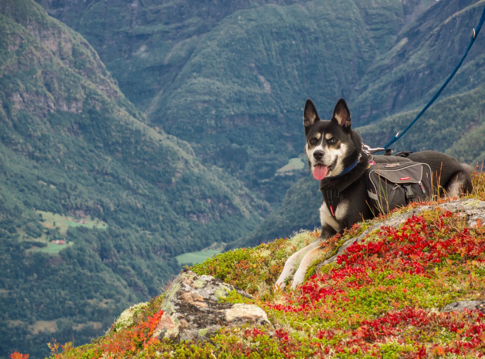 Nikon Coolpix P7800 sample photo. Dog, mountains, hiking photography