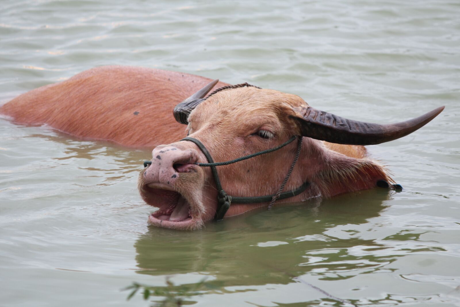 Canon EOS 60D sample photo. Cow, cows bathing in photography