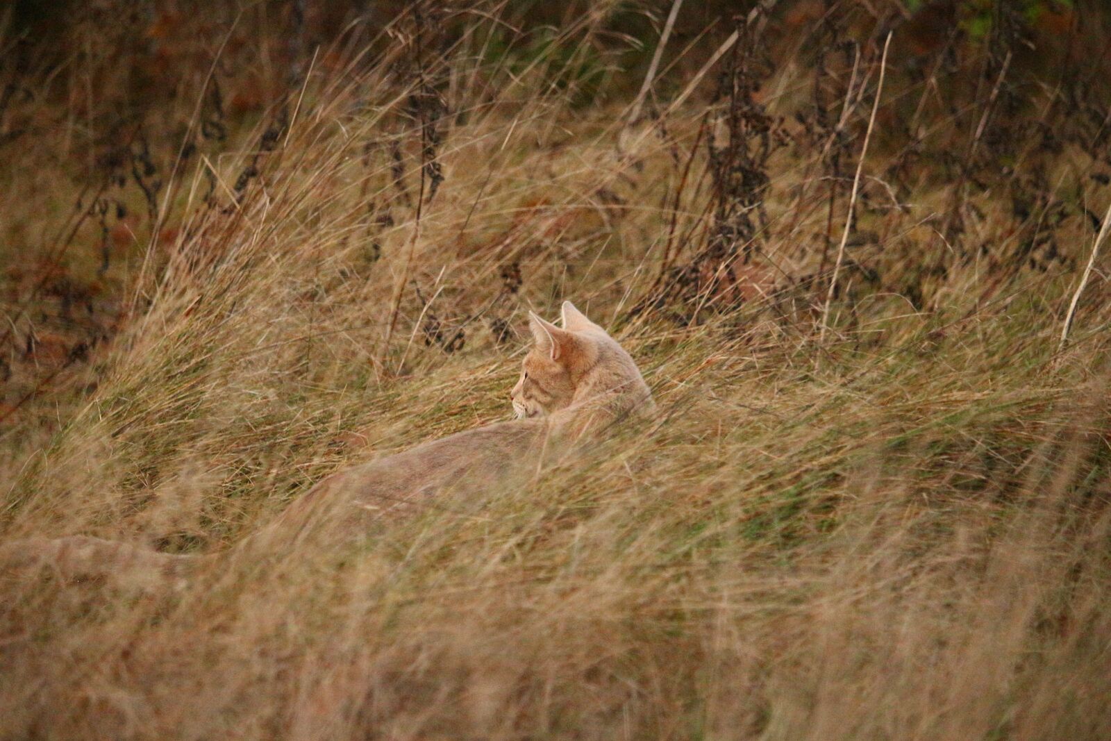 Canon EOS 100D (EOS Rebel SL1 / EOS Kiss X7) sample photo. Cat, mackerel, camouflage photography