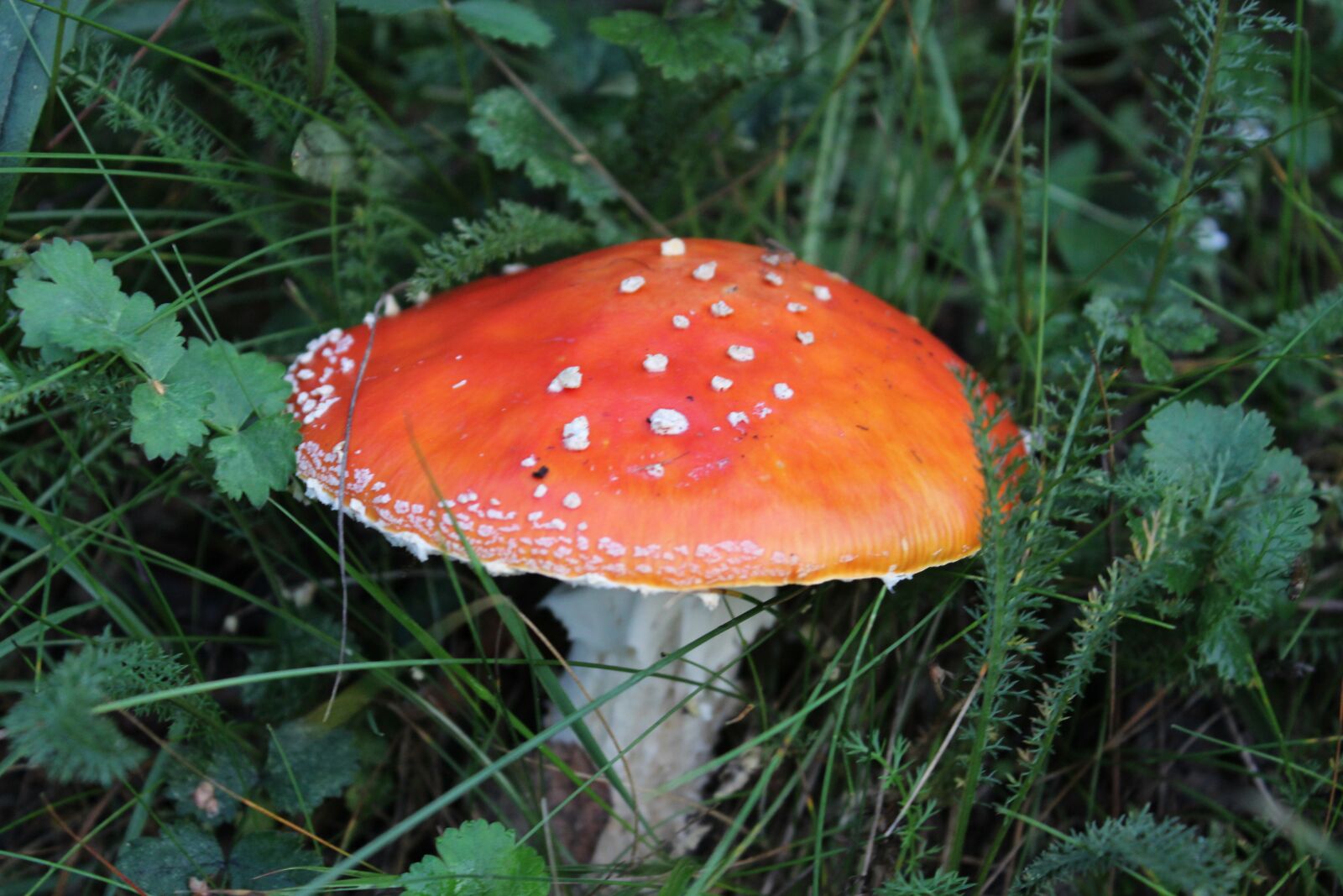 Canon EOS 600D (Rebel EOS T3i / EOS Kiss X5) sample photo. Forest, toadstool, mushroom photography