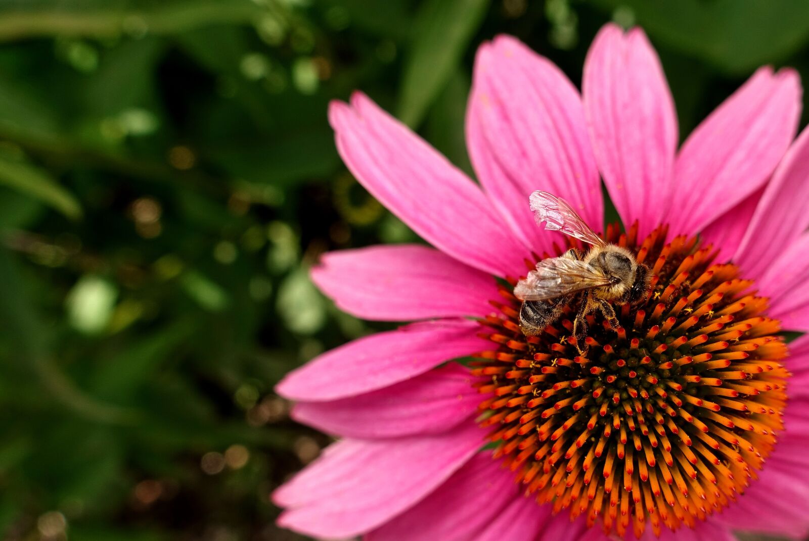 Sony DSC-RX100M5 sample photo. Flower, summer, bee photography