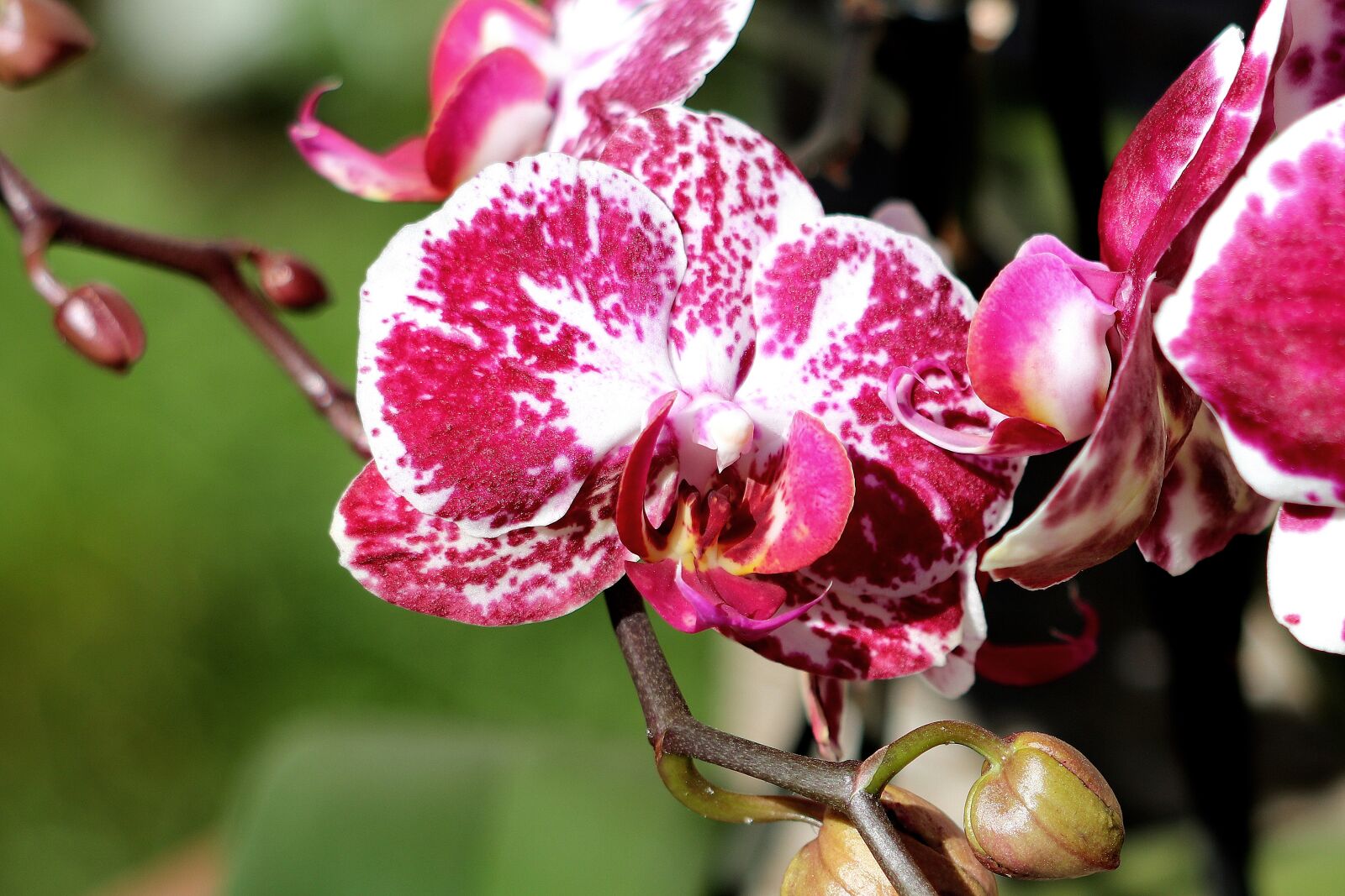 Canon EOS 77D (EOS 9000D / EOS 770D) + Canon EF 70-300 F4-5.6 IS II USM sample photo. Orchid, blossom, bloom photography