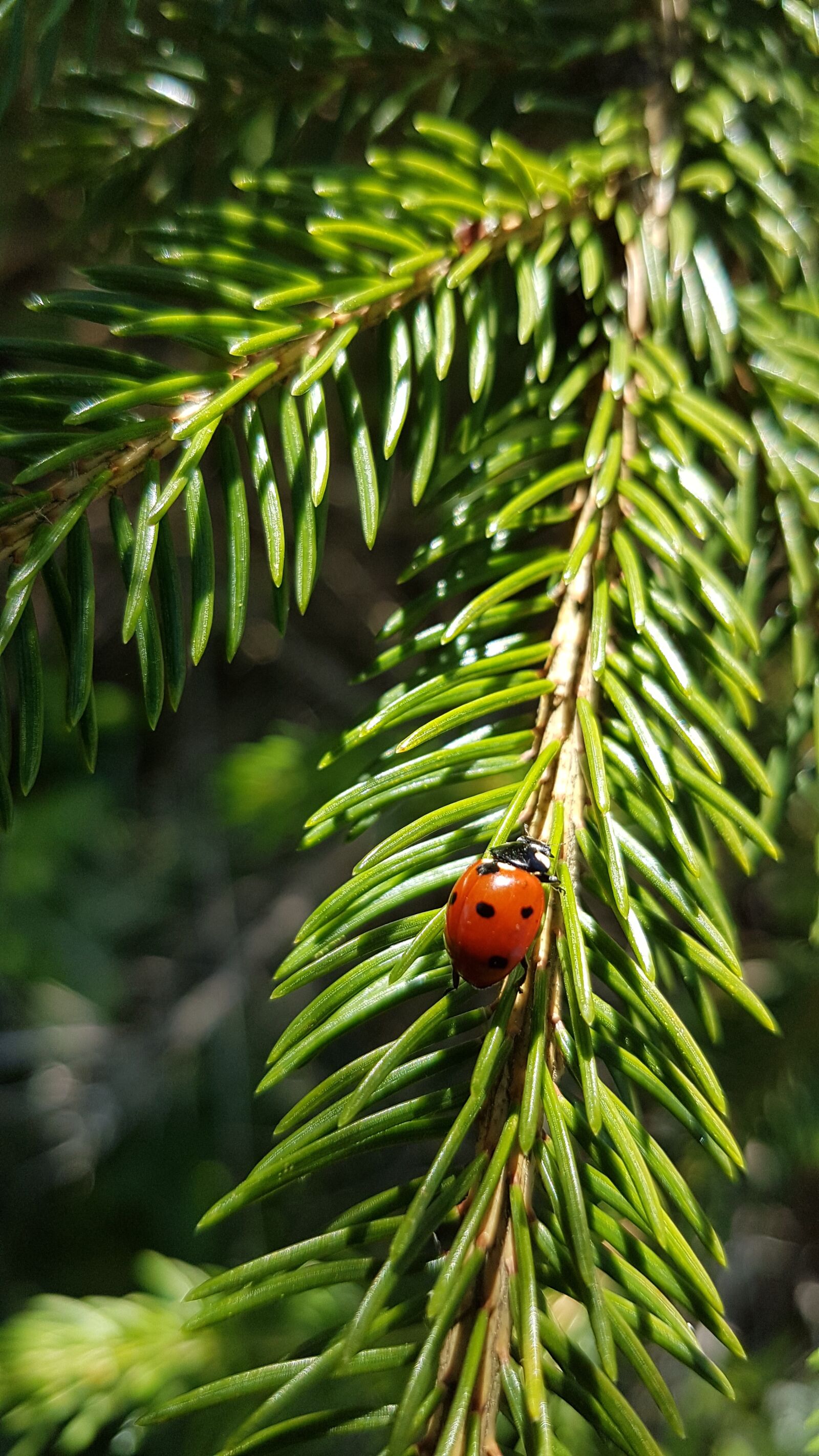 Samsung Galaxy S7 Edge sample photo. Ladybug, gran, barr photography