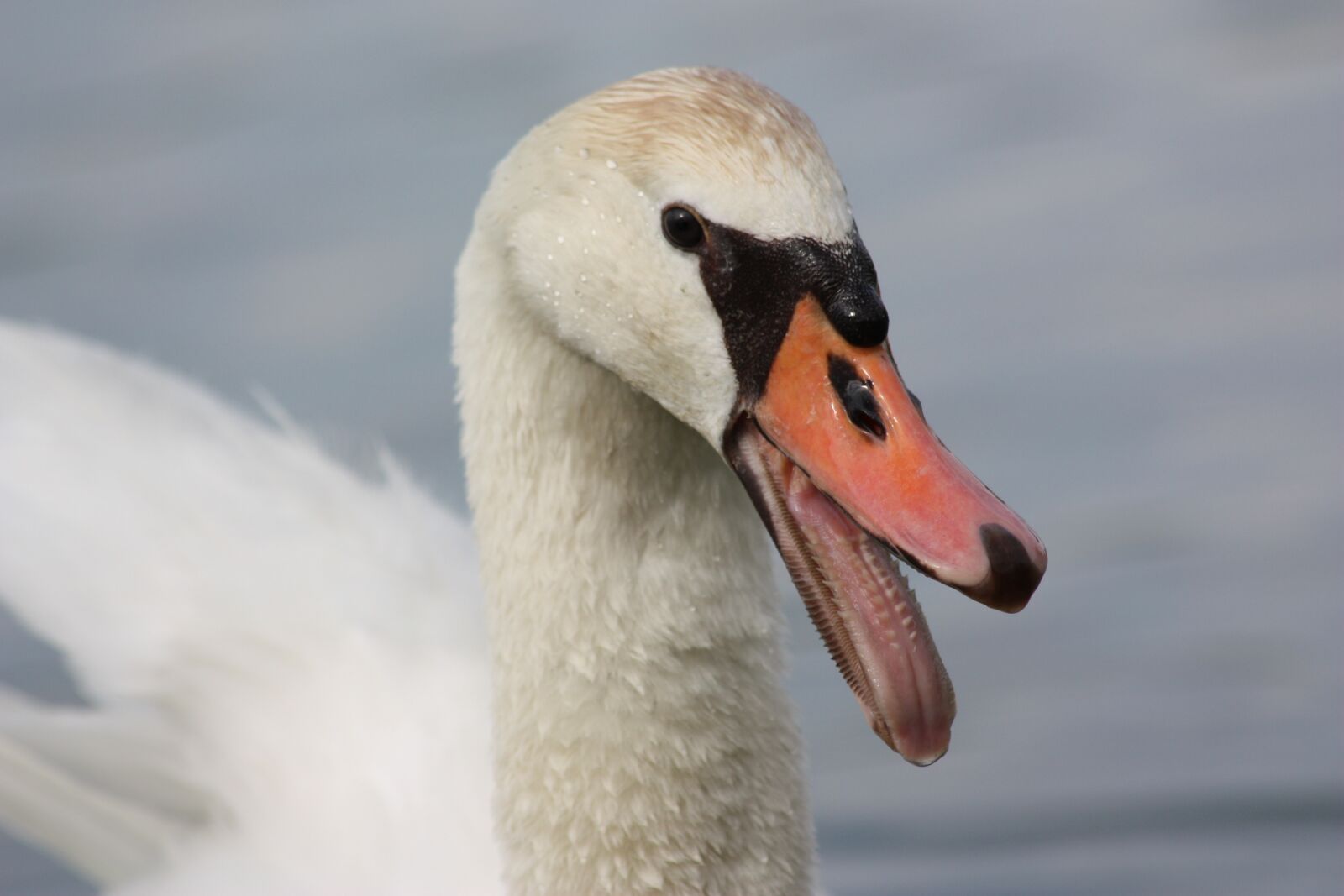 Canon EOS 450D (EOS Rebel XSi / EOS Kiss X2) sample photo. Swan, bird, water bird photography
