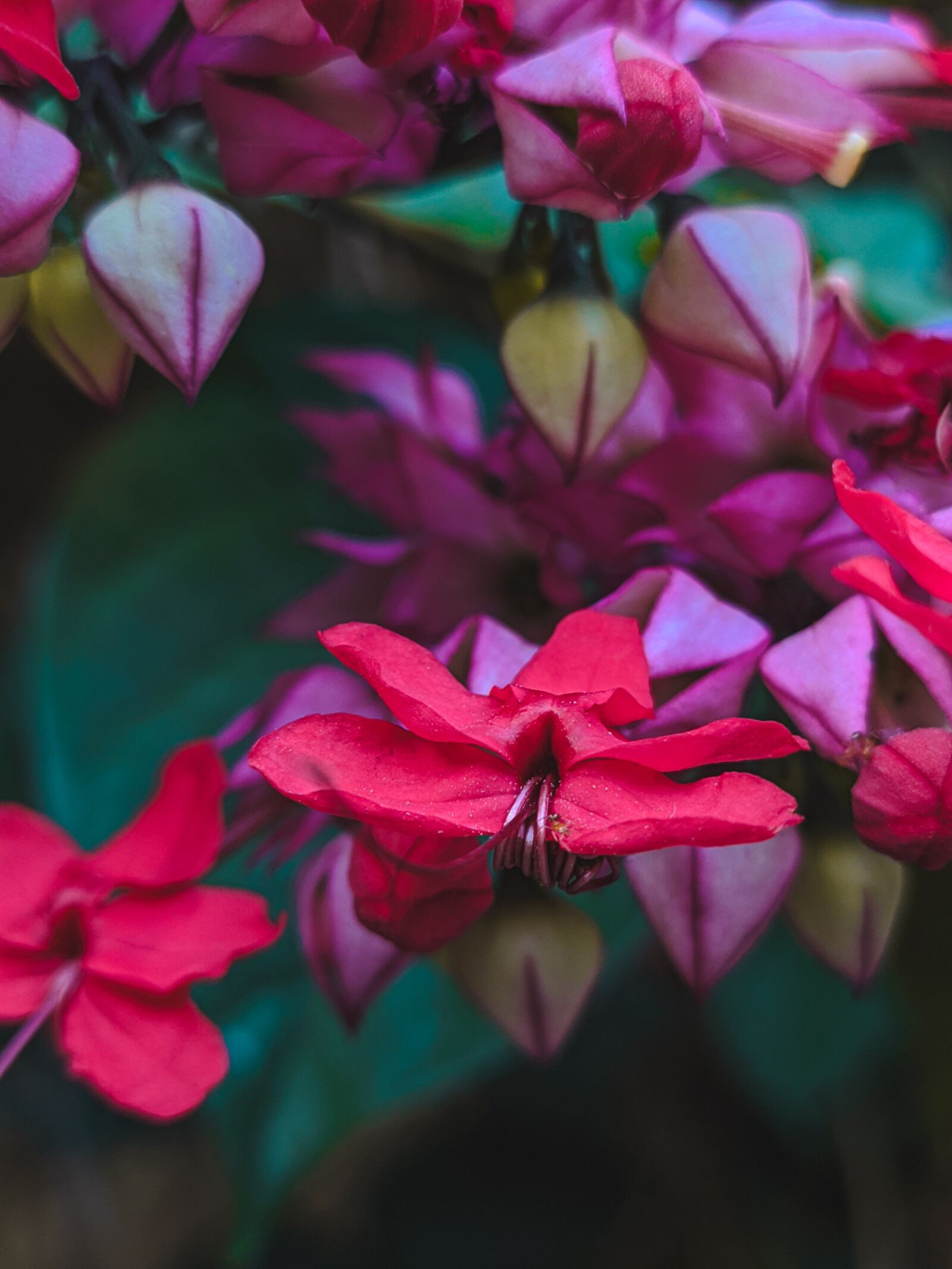 Xiaomi Redmi Note 7 sample photo. Flower, red, ant photography