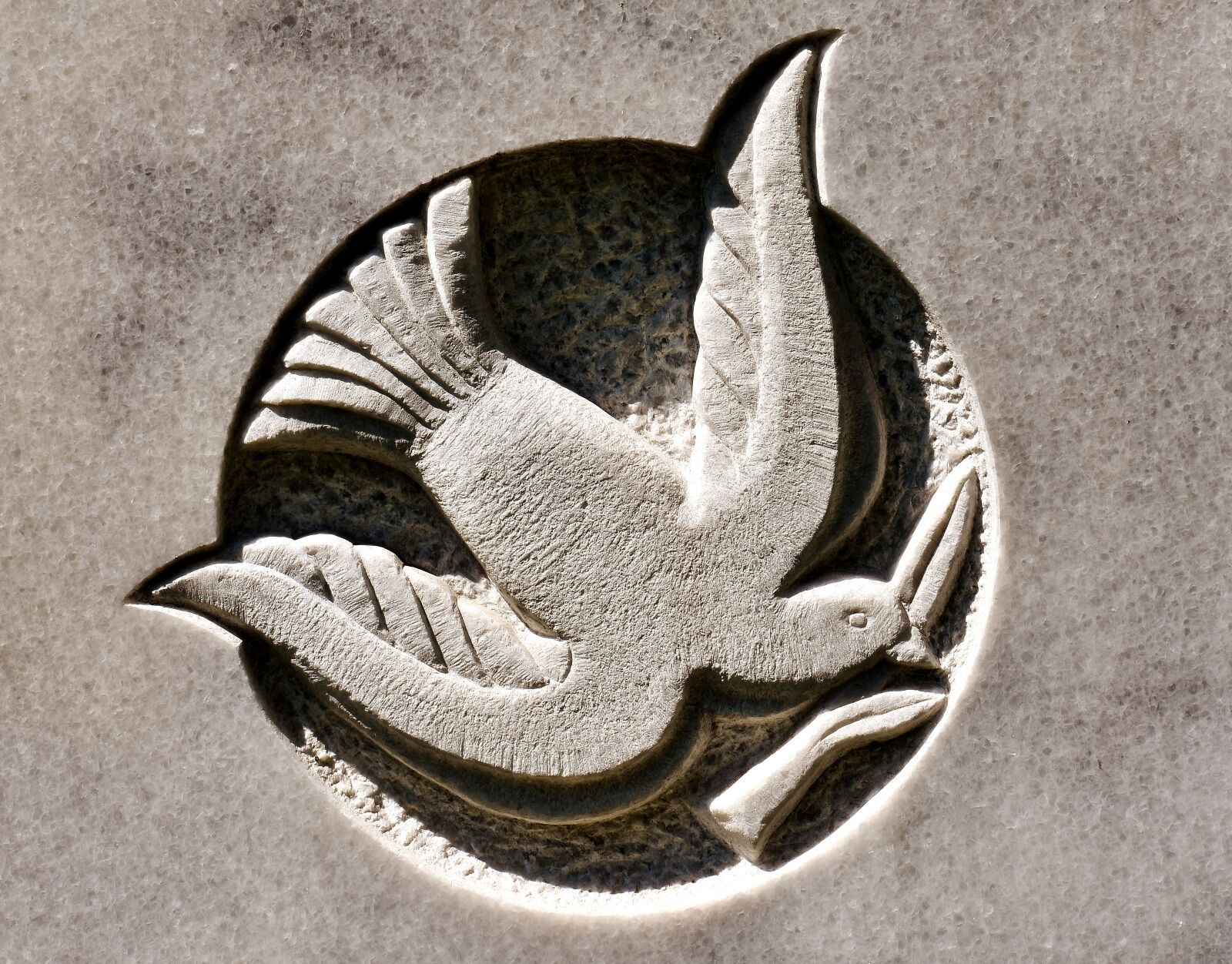 Nikon D7200 sample photo. Dove, bird, stone photography