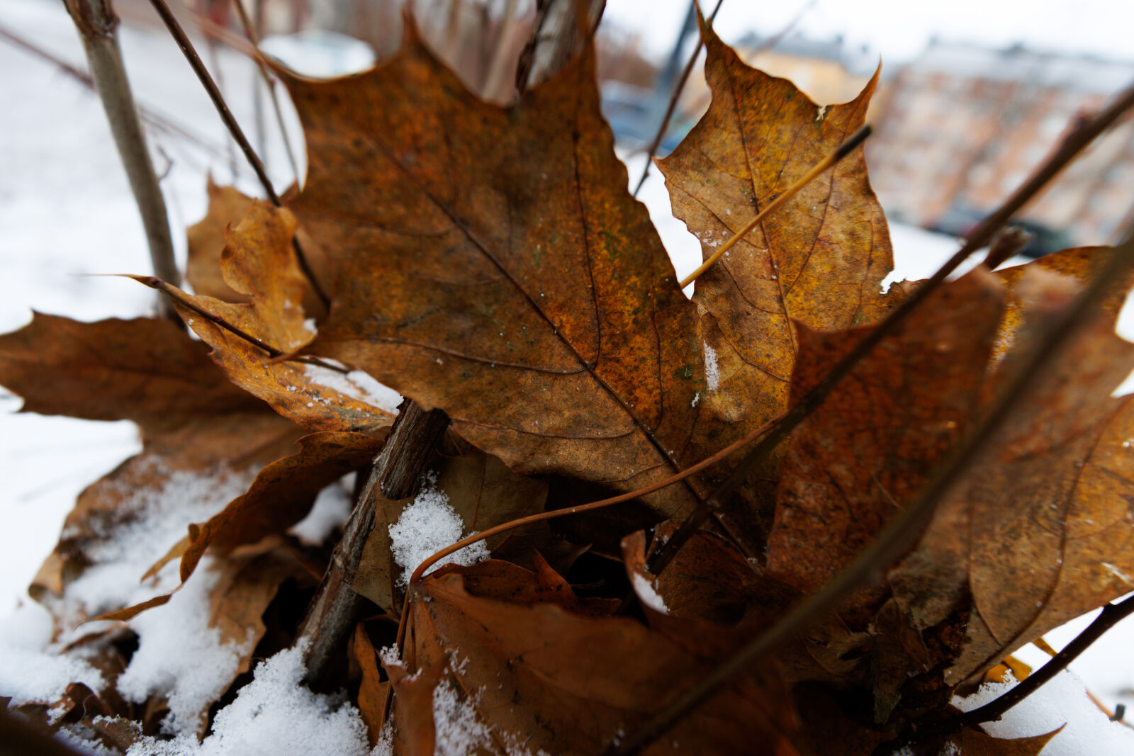 Canon EOS R7 sample photo. Last season leaves photography